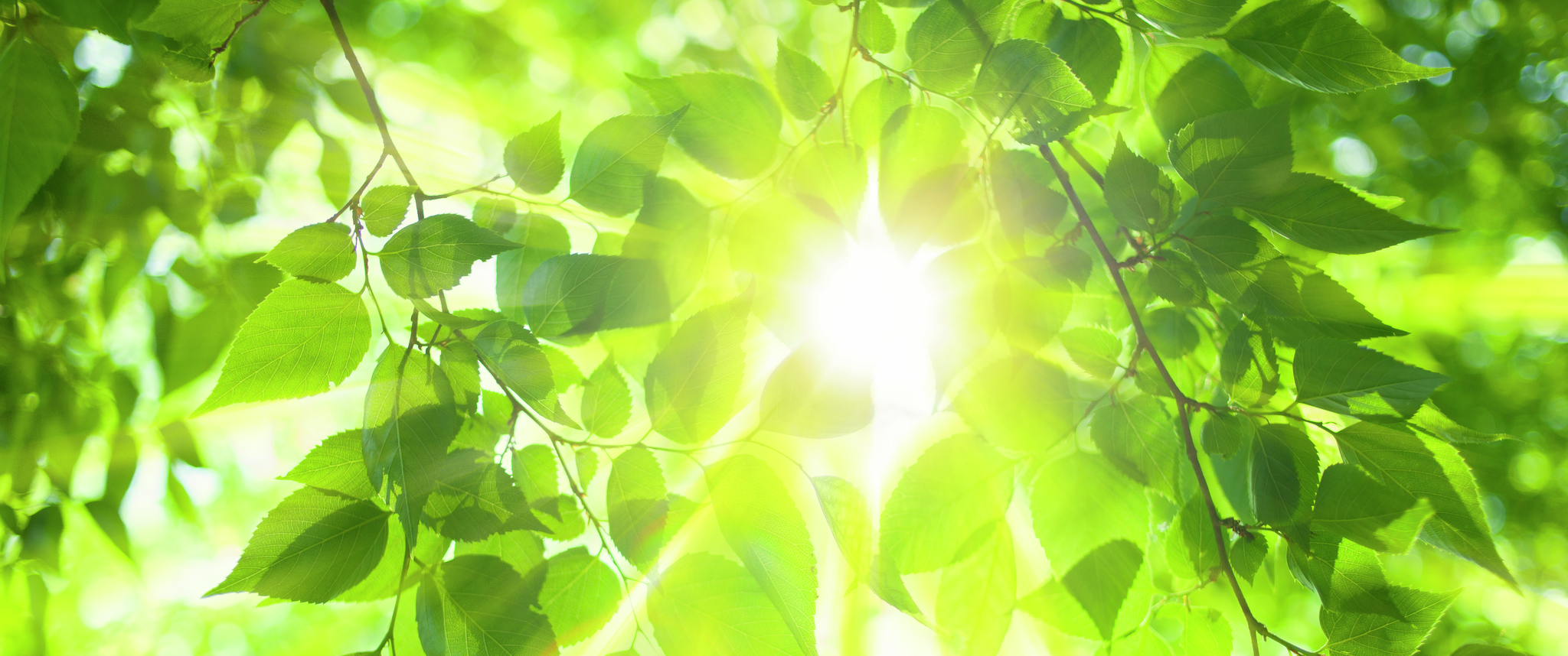 Sunlight through tree leaves