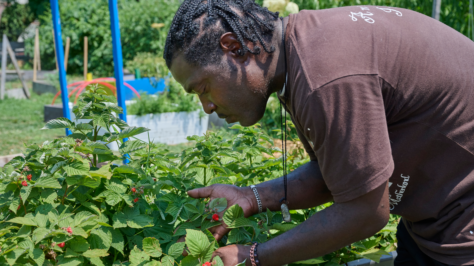 Jovian Patterson looks at some raspberry bushes growing in a community garden