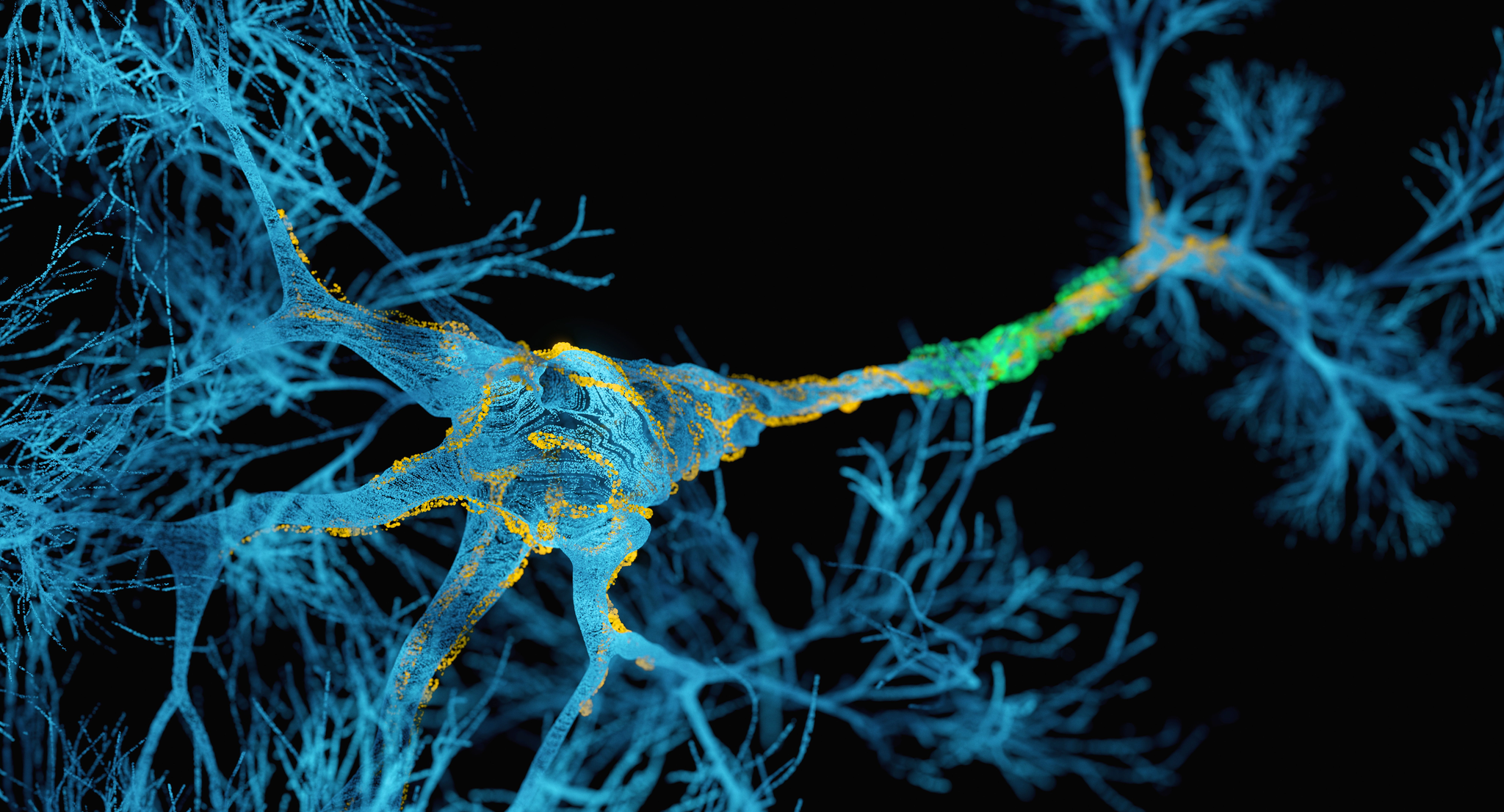 A digital illustration of a neuron