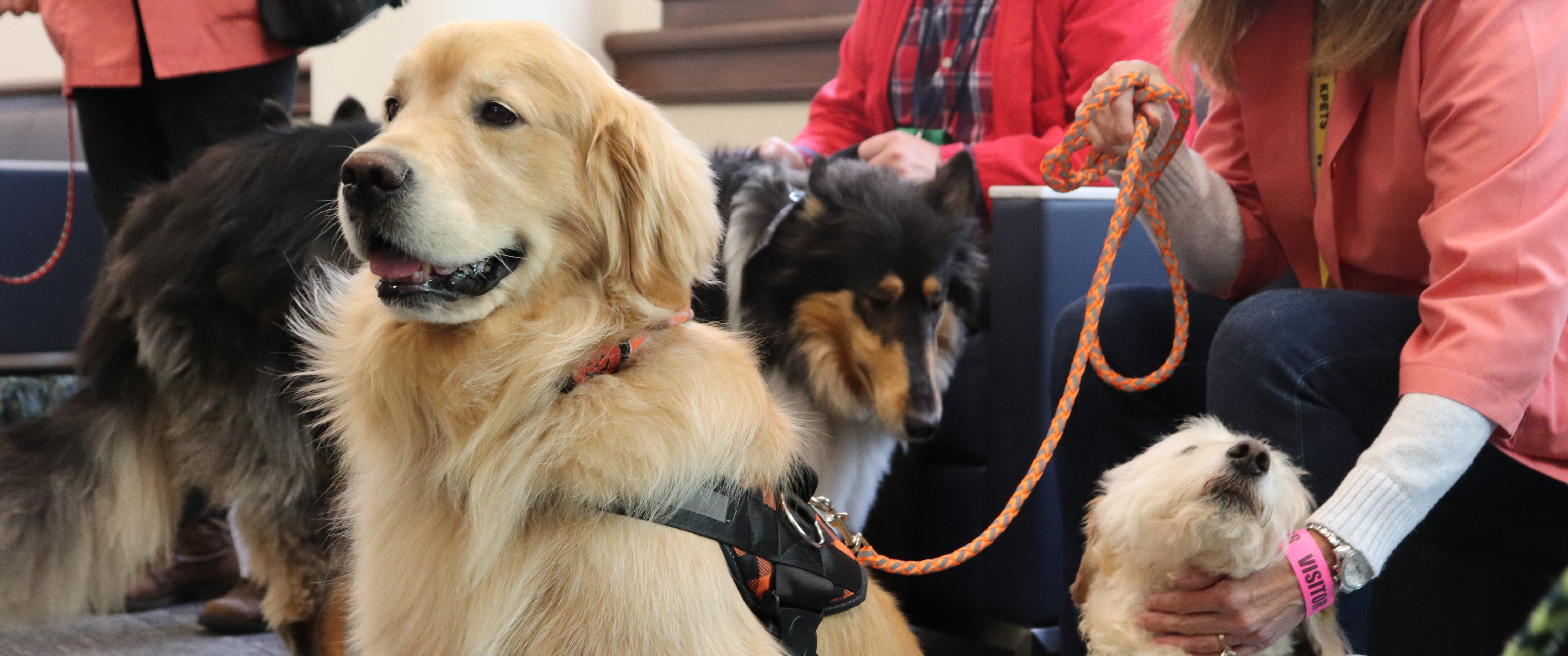 Three therapy dogs with harnesses and leashes in a hospital lobby, being petted by people in chairs