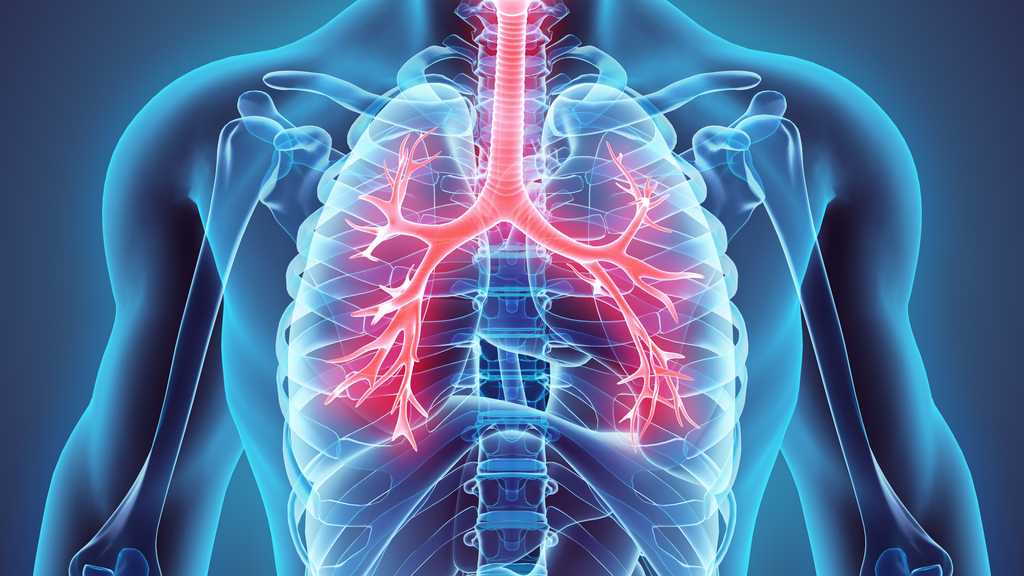 3D illustration of Larynx Trachea Bronchi Part of Respiratory System