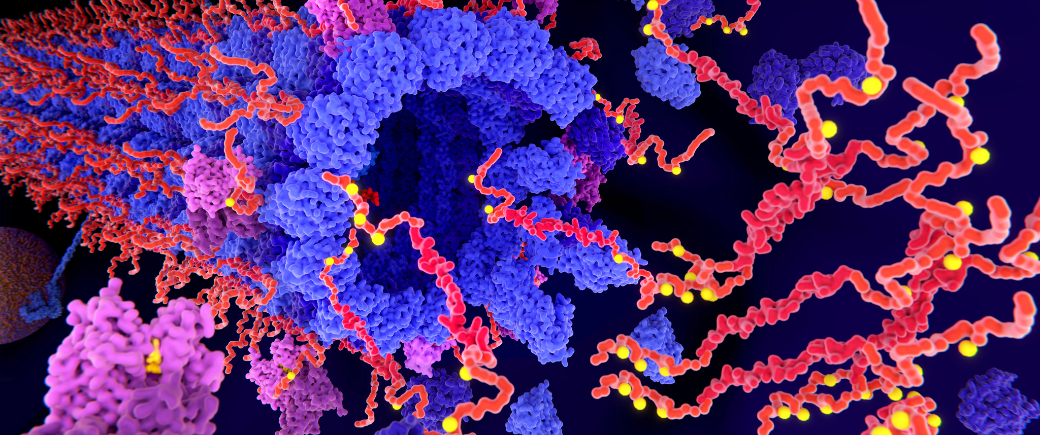 An illustration showing tau protein (red) becoming detached from a microtubule (blue)