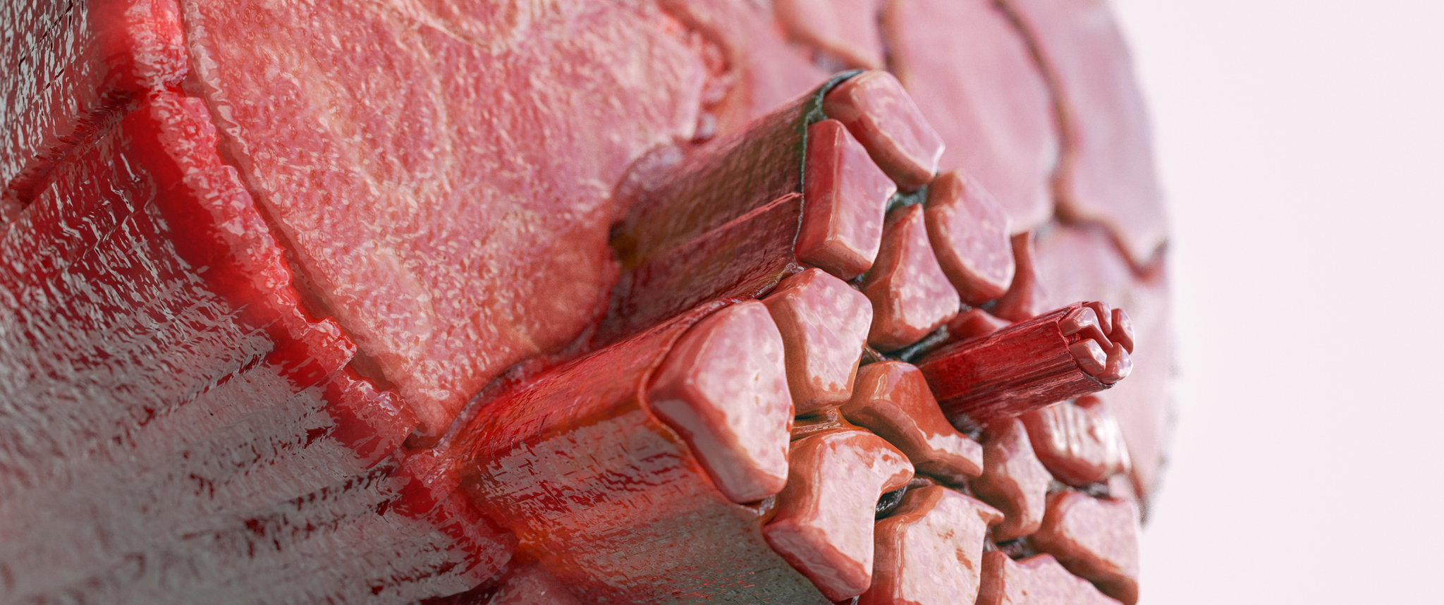 Cross section rendering of muscle tissue