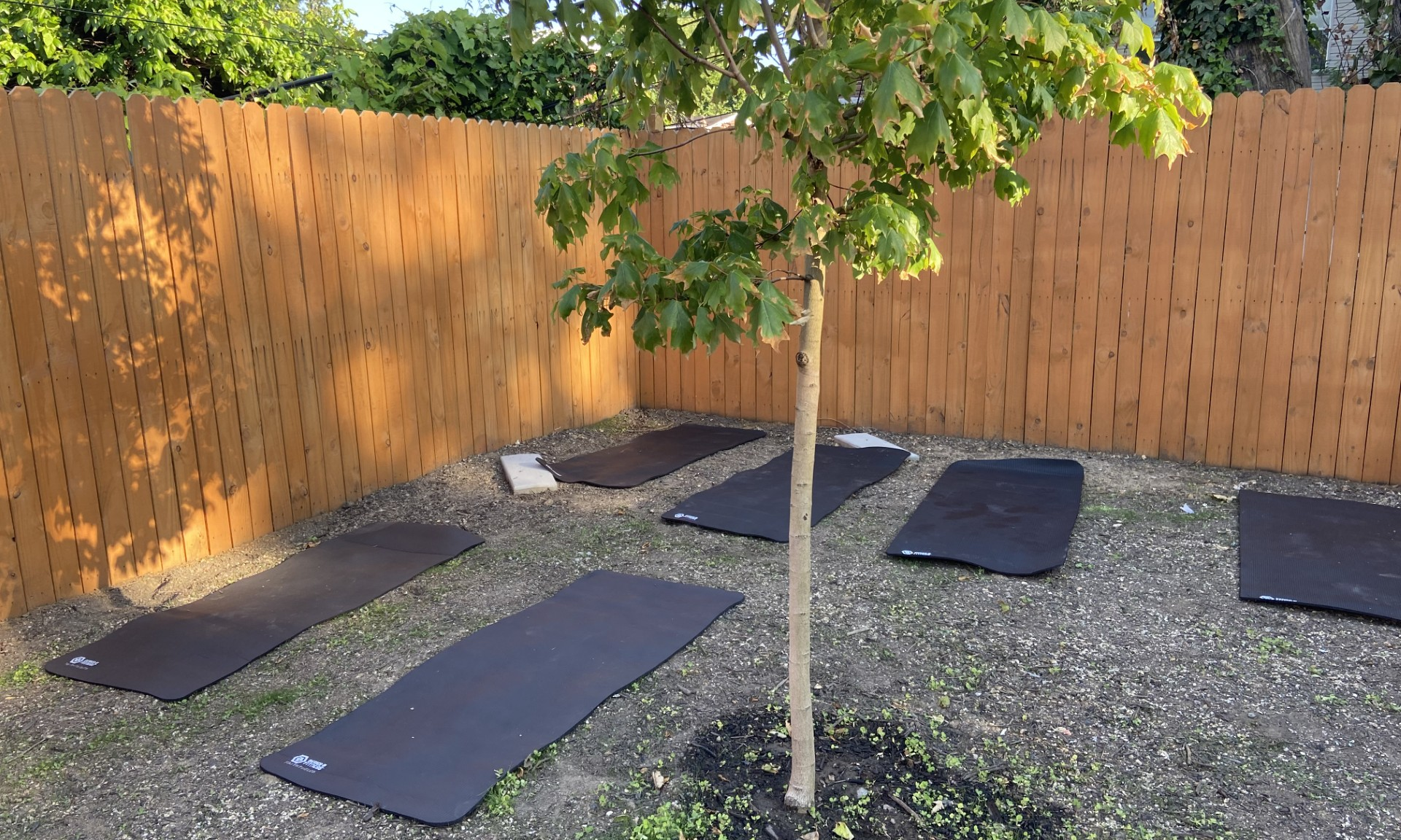 A sapling tree surrounded by dark yoga mats