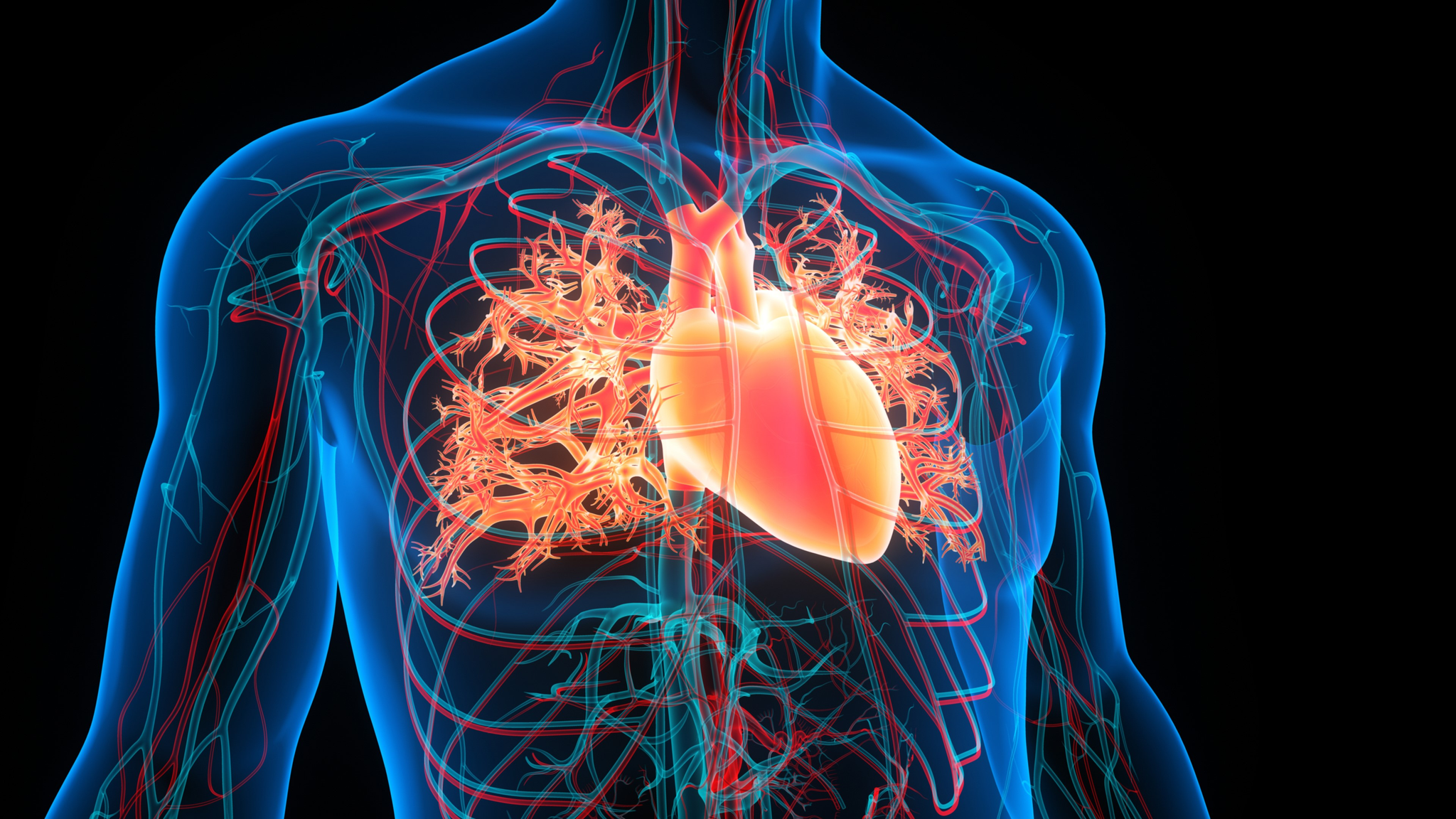Pulmonary vascular illustration
