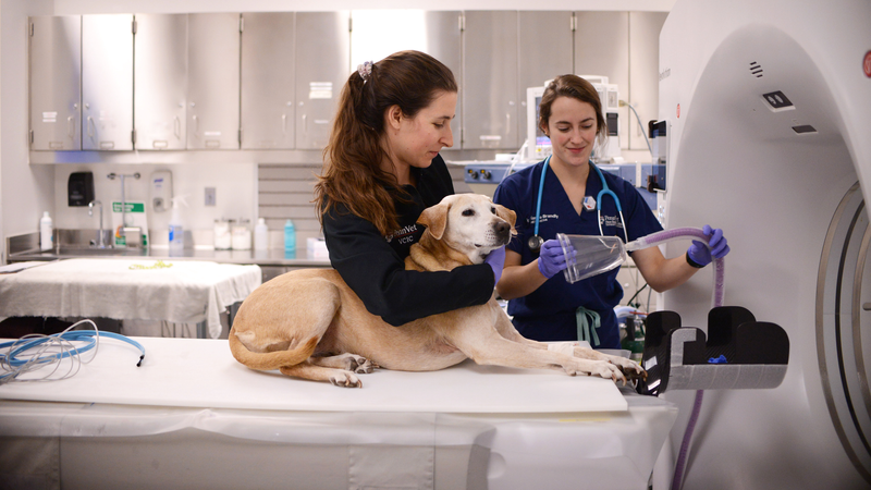 A technician and veterinarian from Penn Vet prepare Ruthie, a yellow Labrador dog, for a procedure