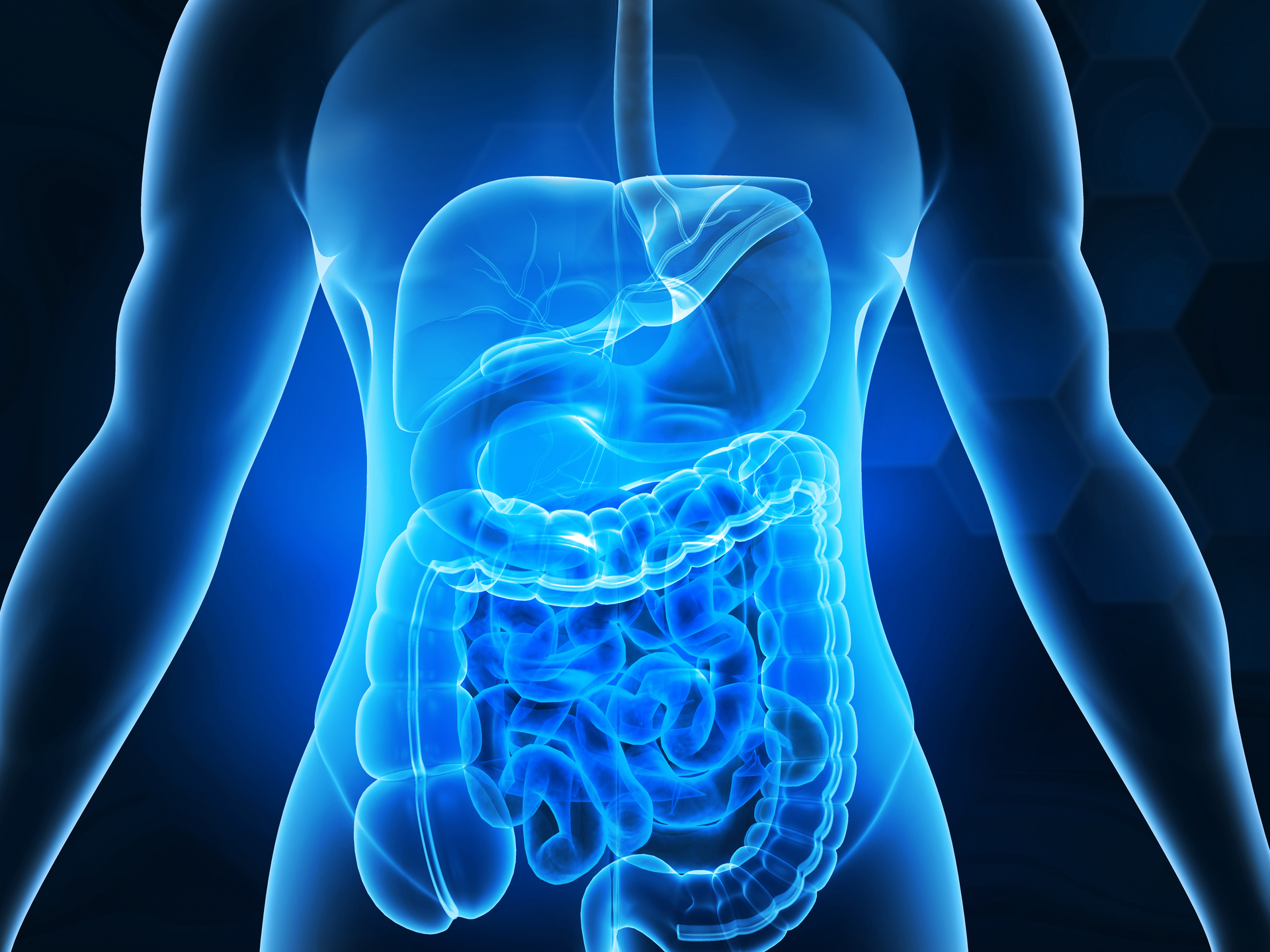  Human digestive system anatomy on blue color background. 3d illustration