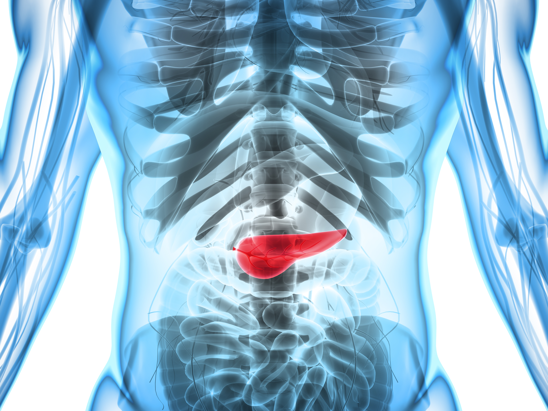 Medical illustration of the pancreas