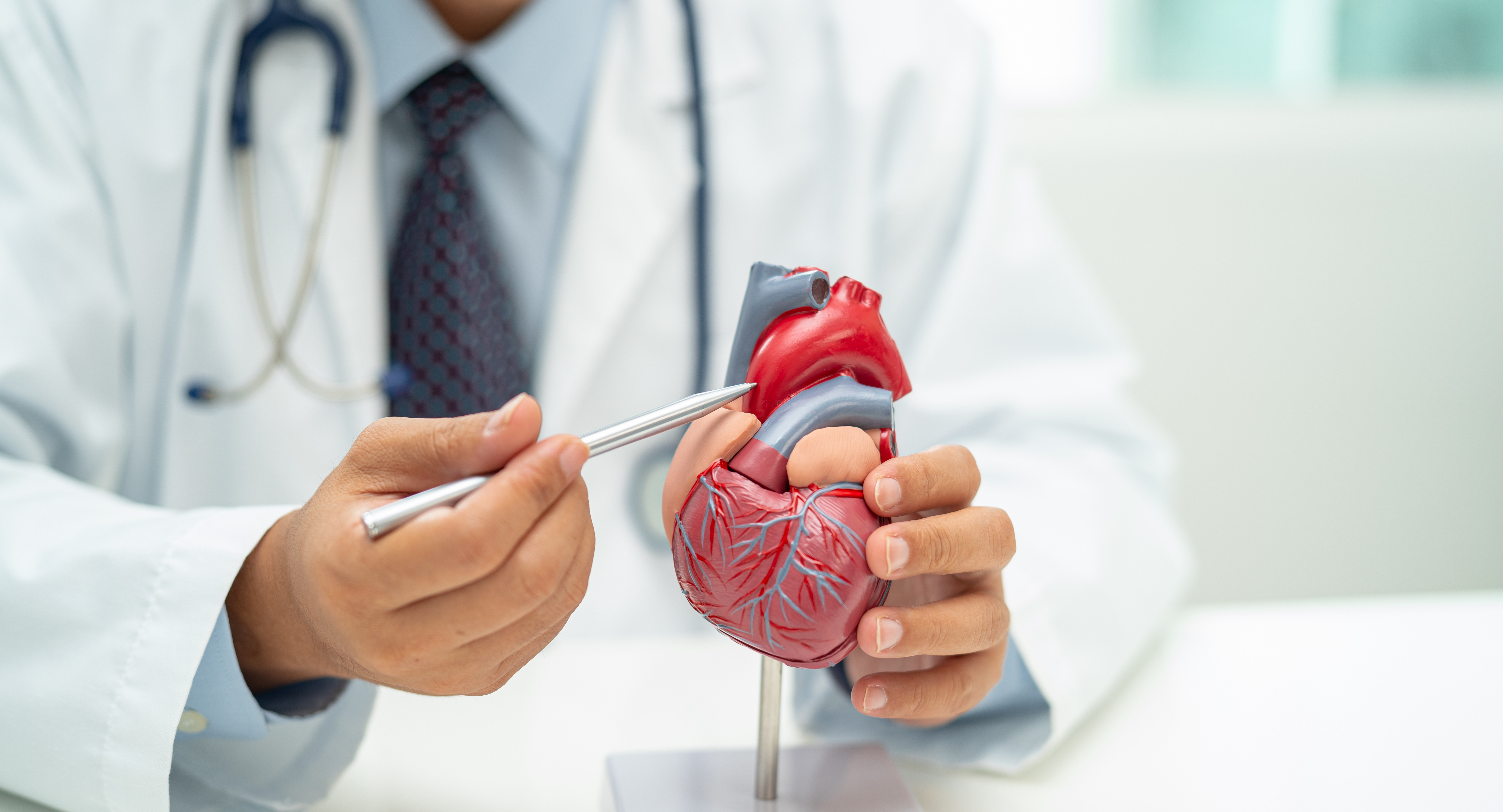 Doctor holding heart anatomy model 