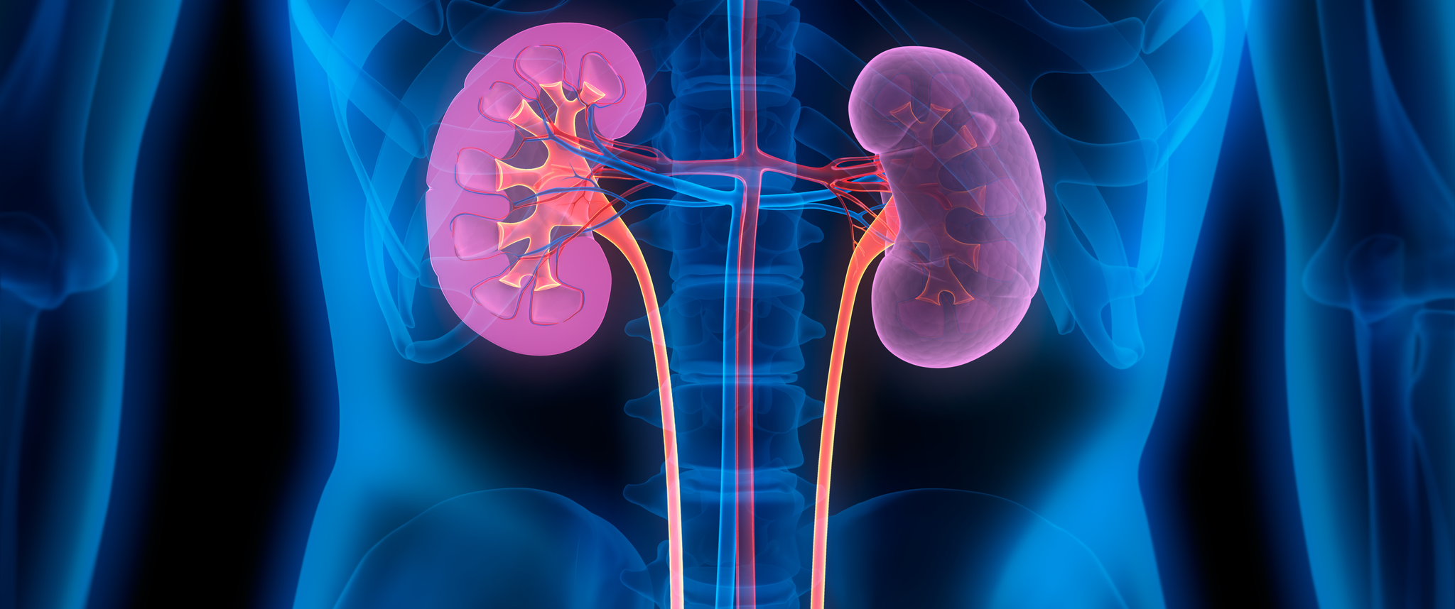 The kidneys, their vasculature and vessels appear in an artistic rendering demonstrating their placement