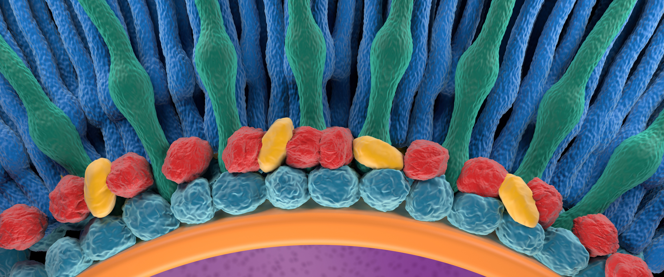 Retina photoreceptor cell