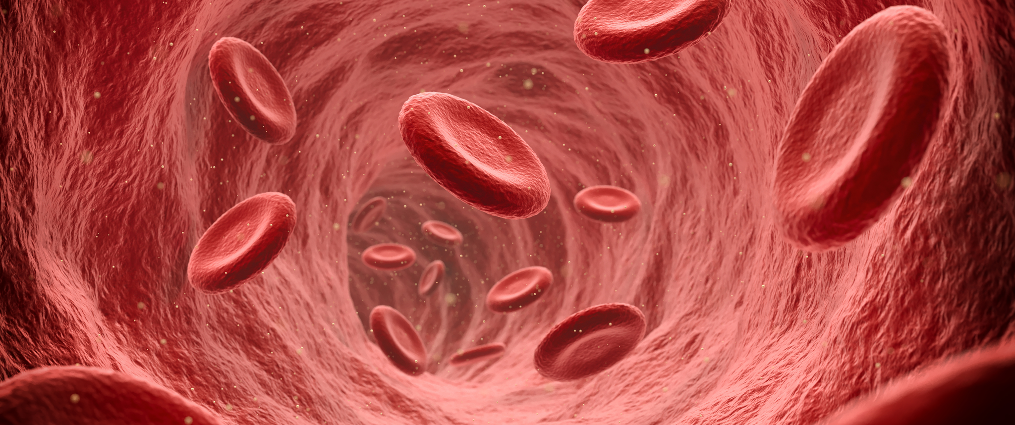 Red blood cells flow through the blood stream