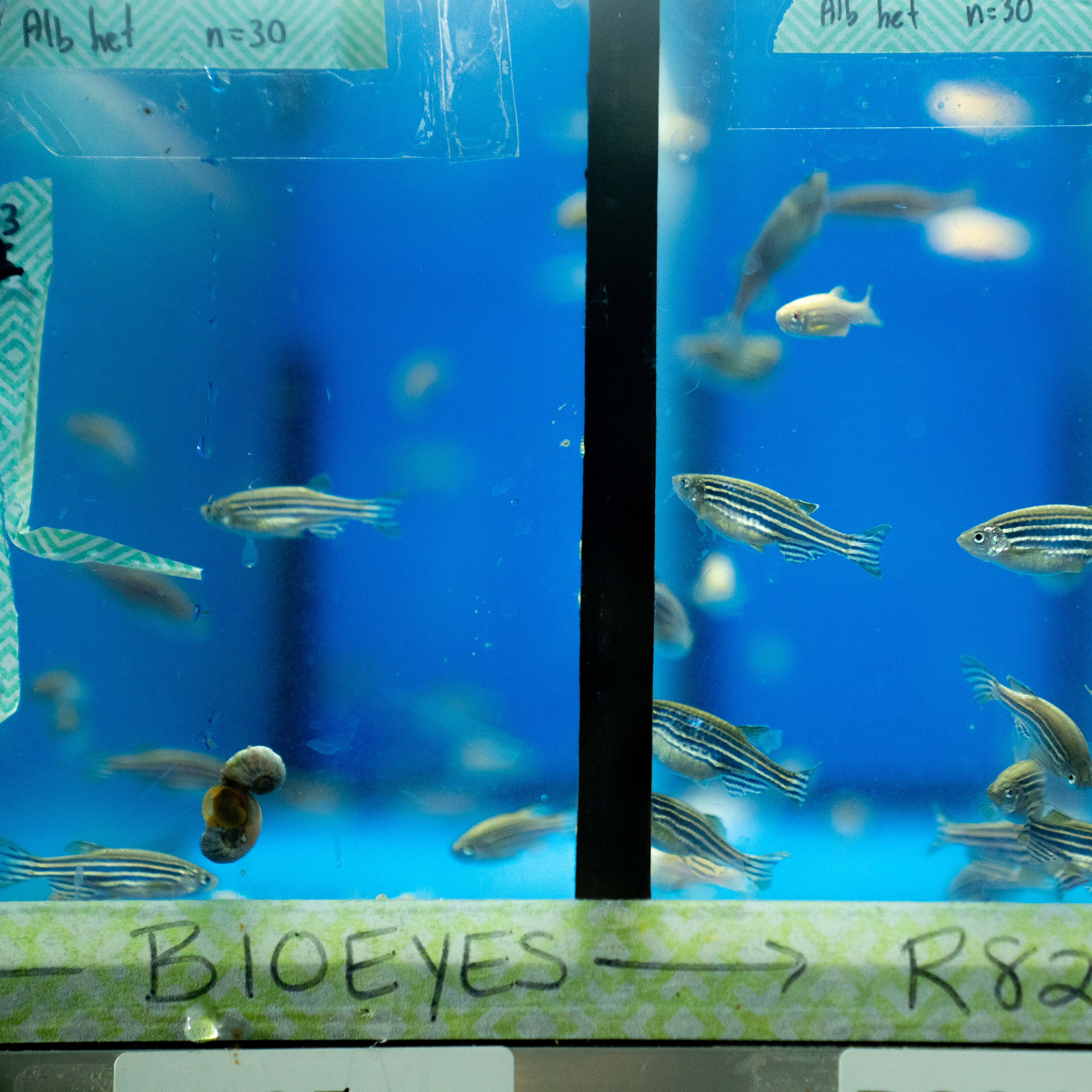 A tank of zebrafish with a BioEYES label across the glass