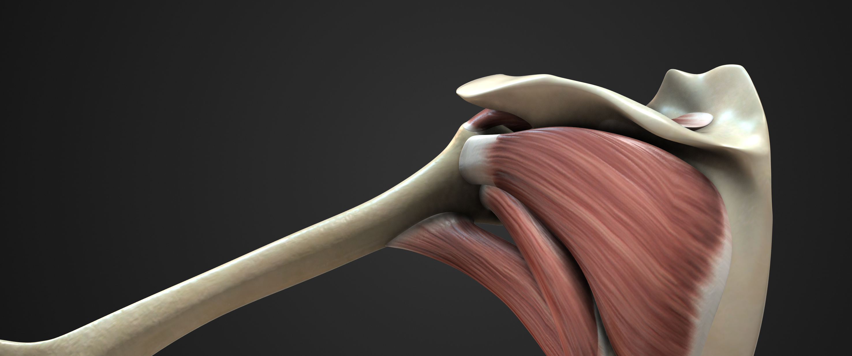 A computer-generated rendering of a rotator cuff and surrounding muscle