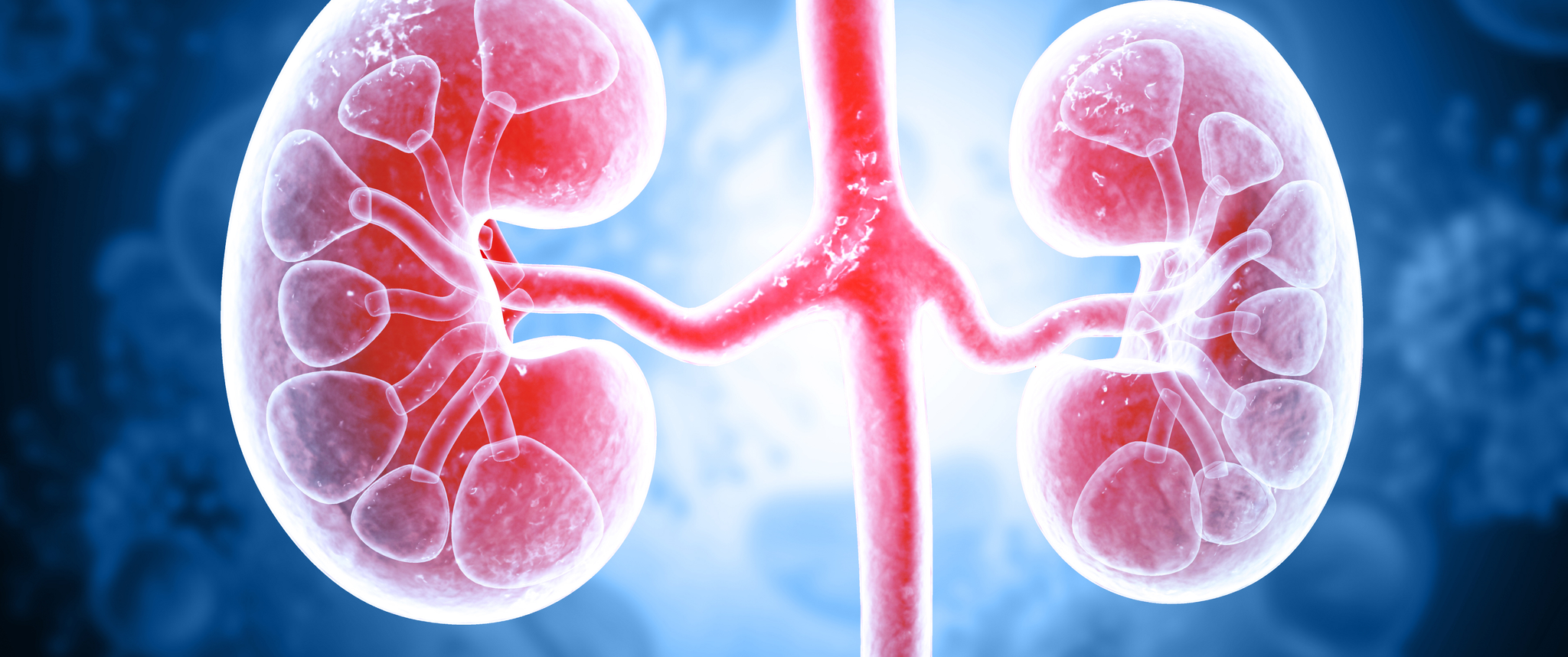 Digital illustration of kidneys