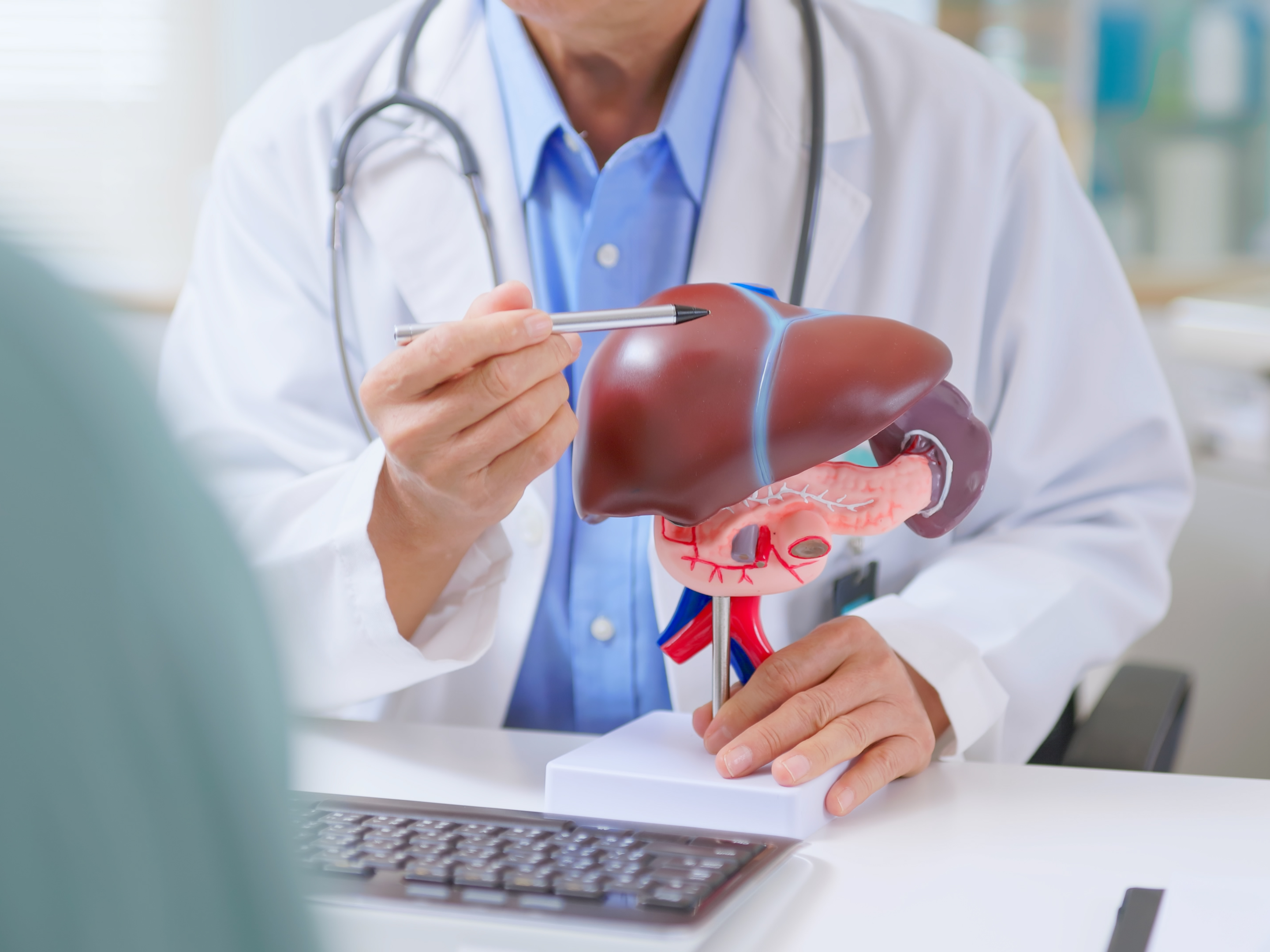 Closeup of male doctor pointing to liver model.