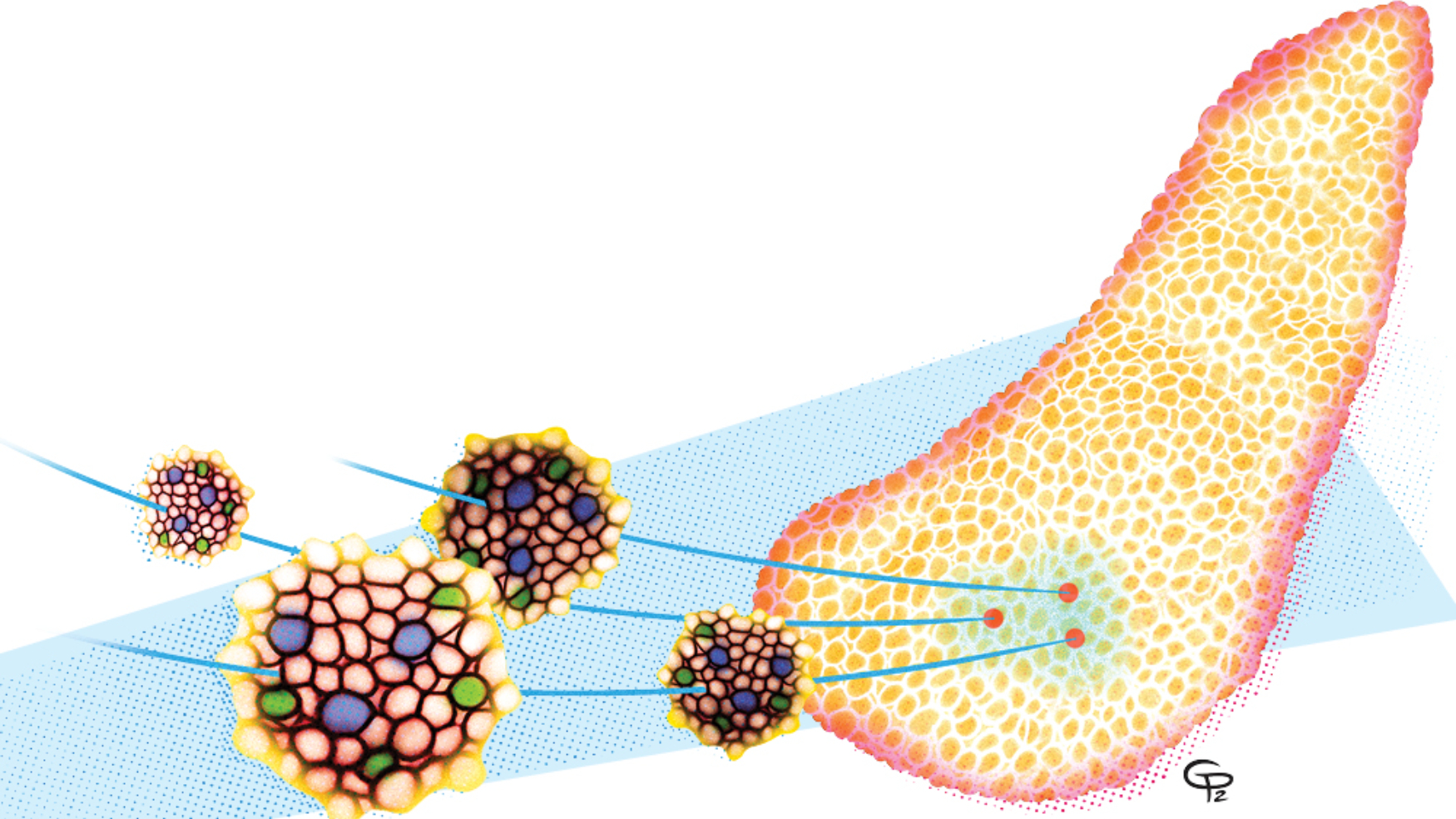Illustration of islet cells and a human liver shape