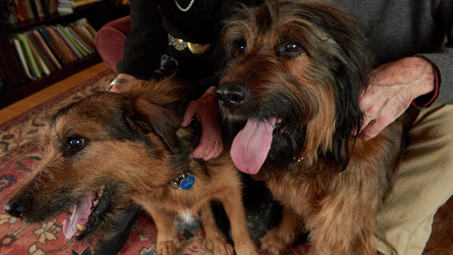 A close-up of two Briard dogs.