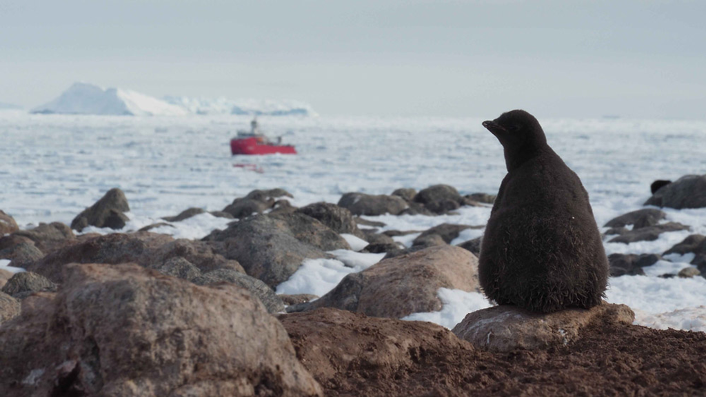 A penguin watches a sea vessel