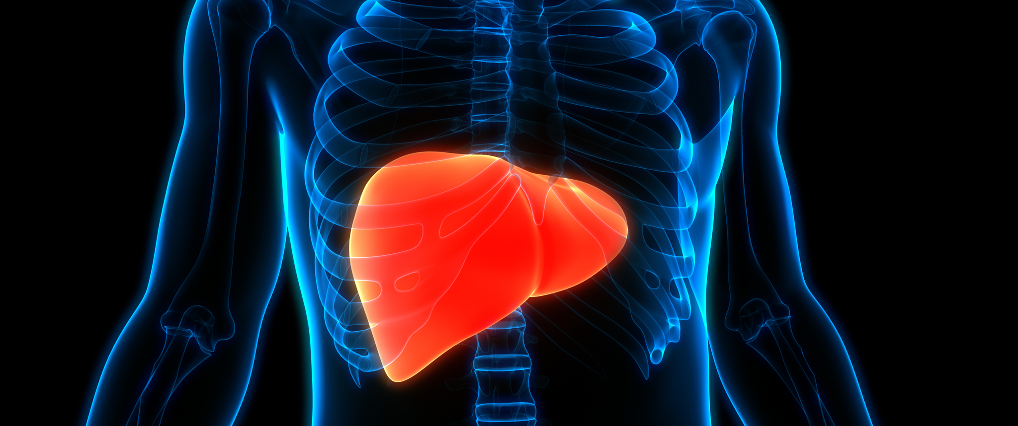 A 3D illustration of the liver in the abdomen