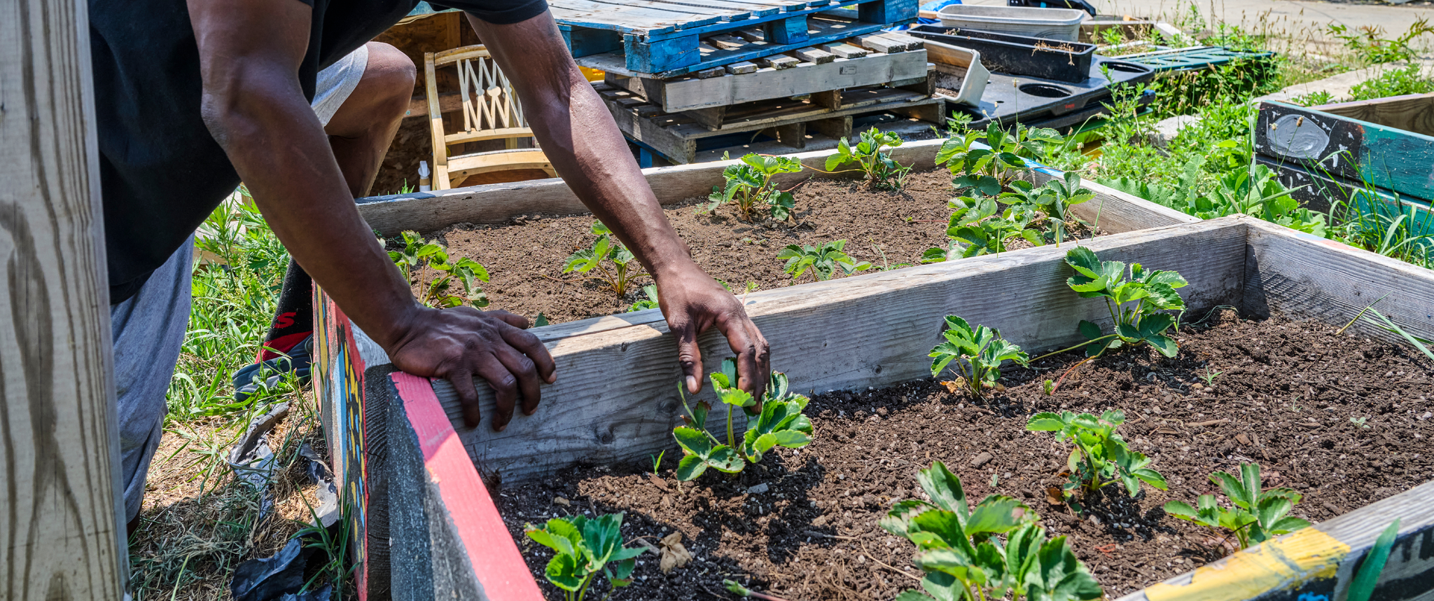 A young Black man in sunglasses leans over a raised garden bed with strawberry plants, with a city rowhouse scene in the distance behind him