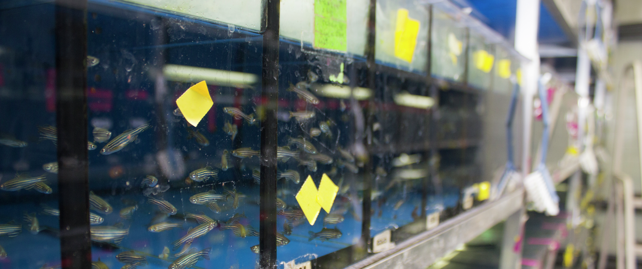 Tanks of zebrafish used for biological research