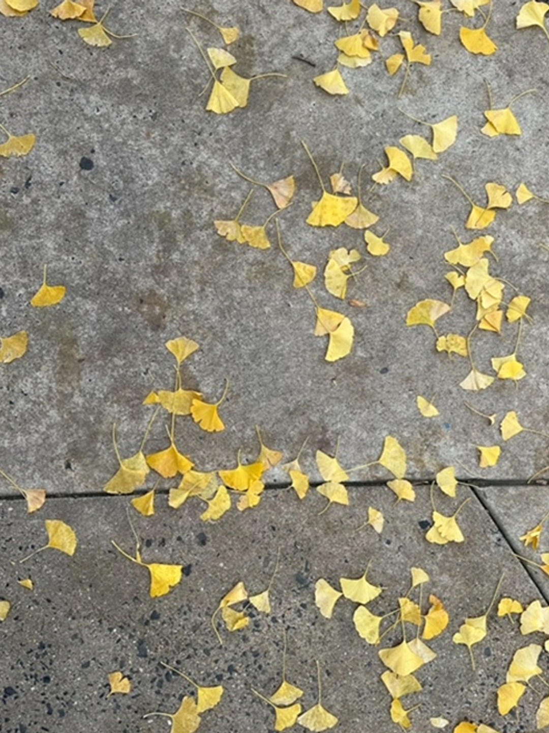 On the left, a painting with a gray background and yellow leaves. On the right, a photo of the leaves on the pavement that inspired the painting