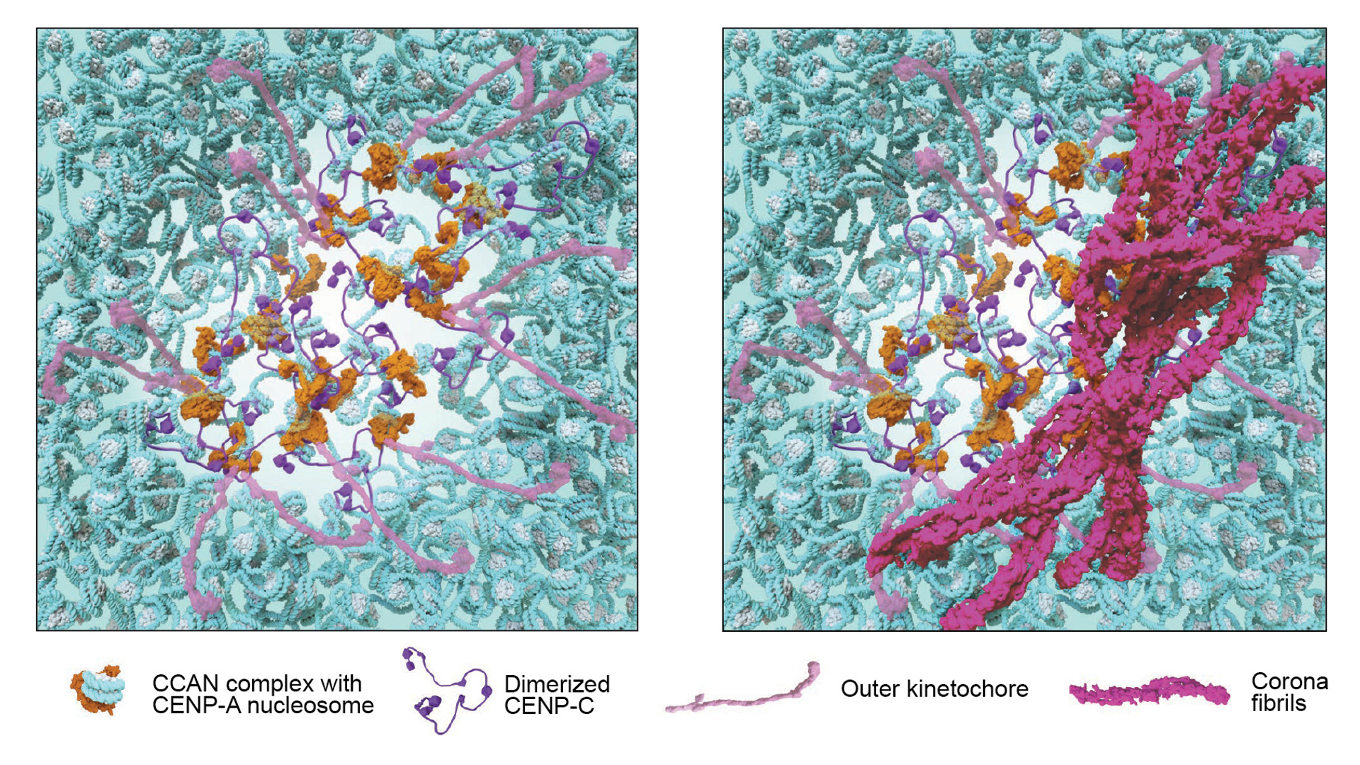 Two up-close molecular views of a cleared out area. One shows pink threads (kinetochore) outside it. The other shows the kinetochore attached to a chromosome