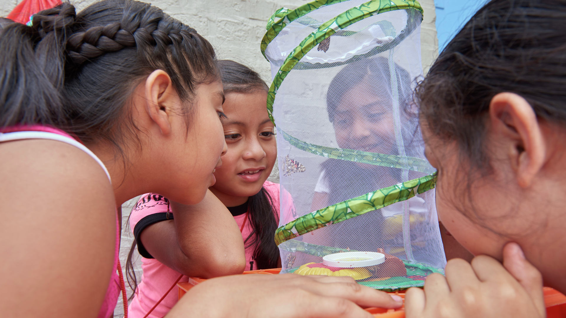 A group of children look at butterflies emerging inside a mesh cylinder