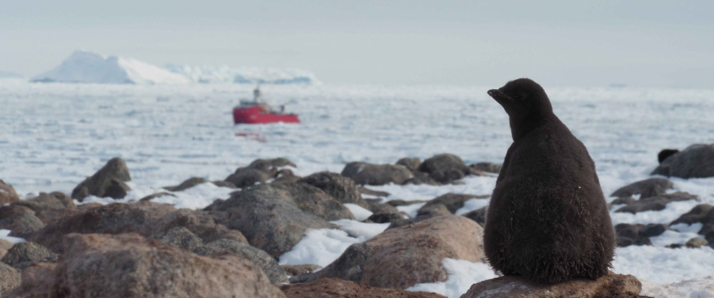 A penguin watches a sea vessel