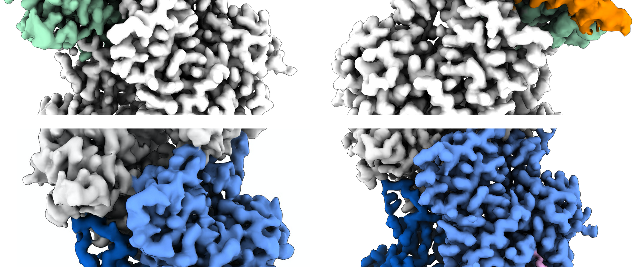 Actin filaments captured by cryo-EM technology