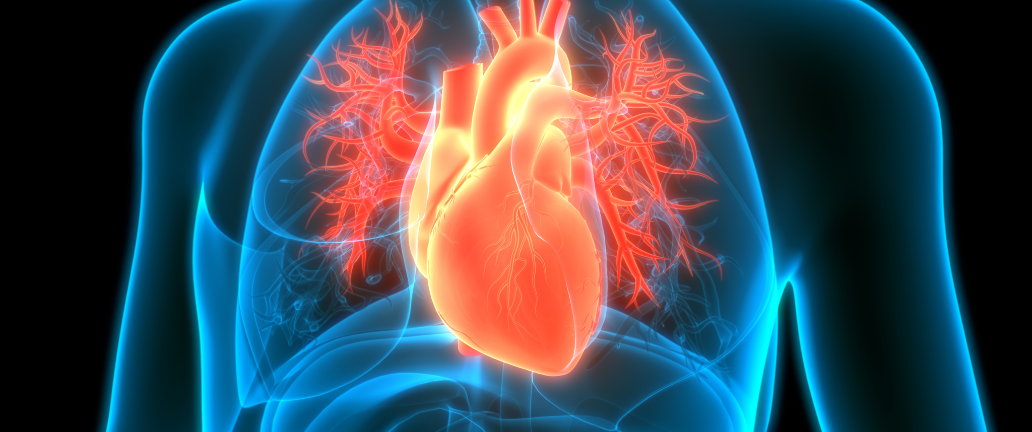 Artistic 3D render of heart in chest