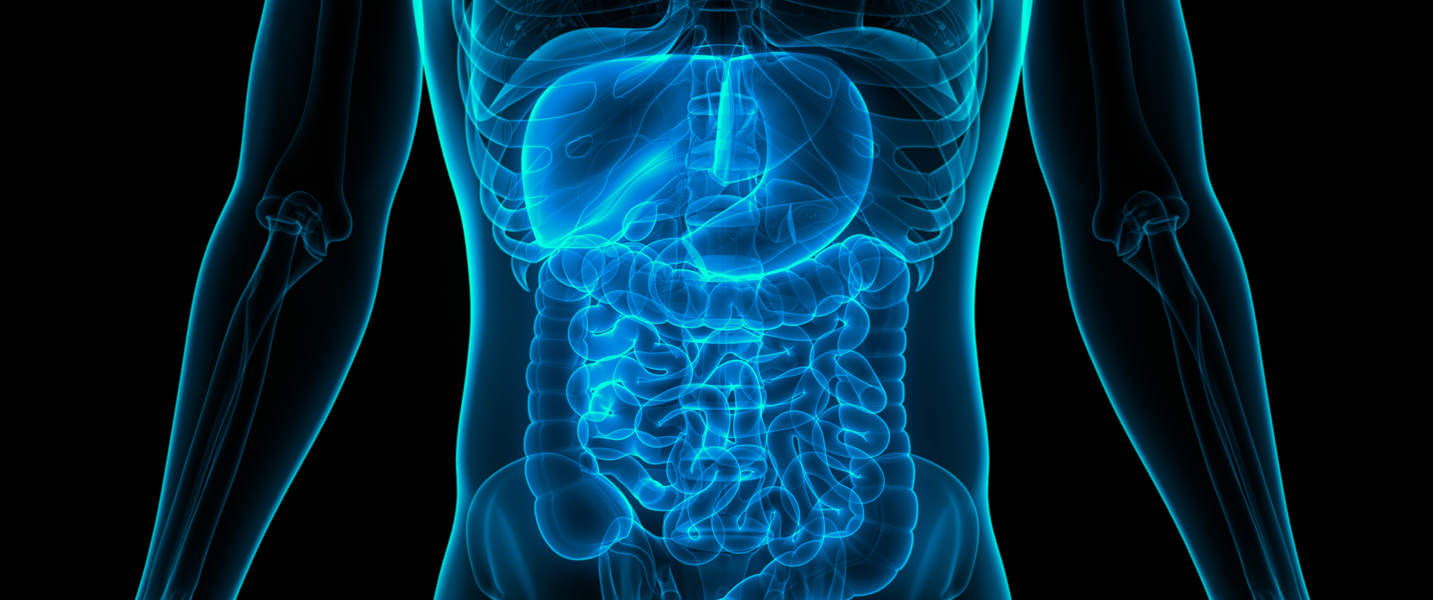 Artistic 3D render of digestive system