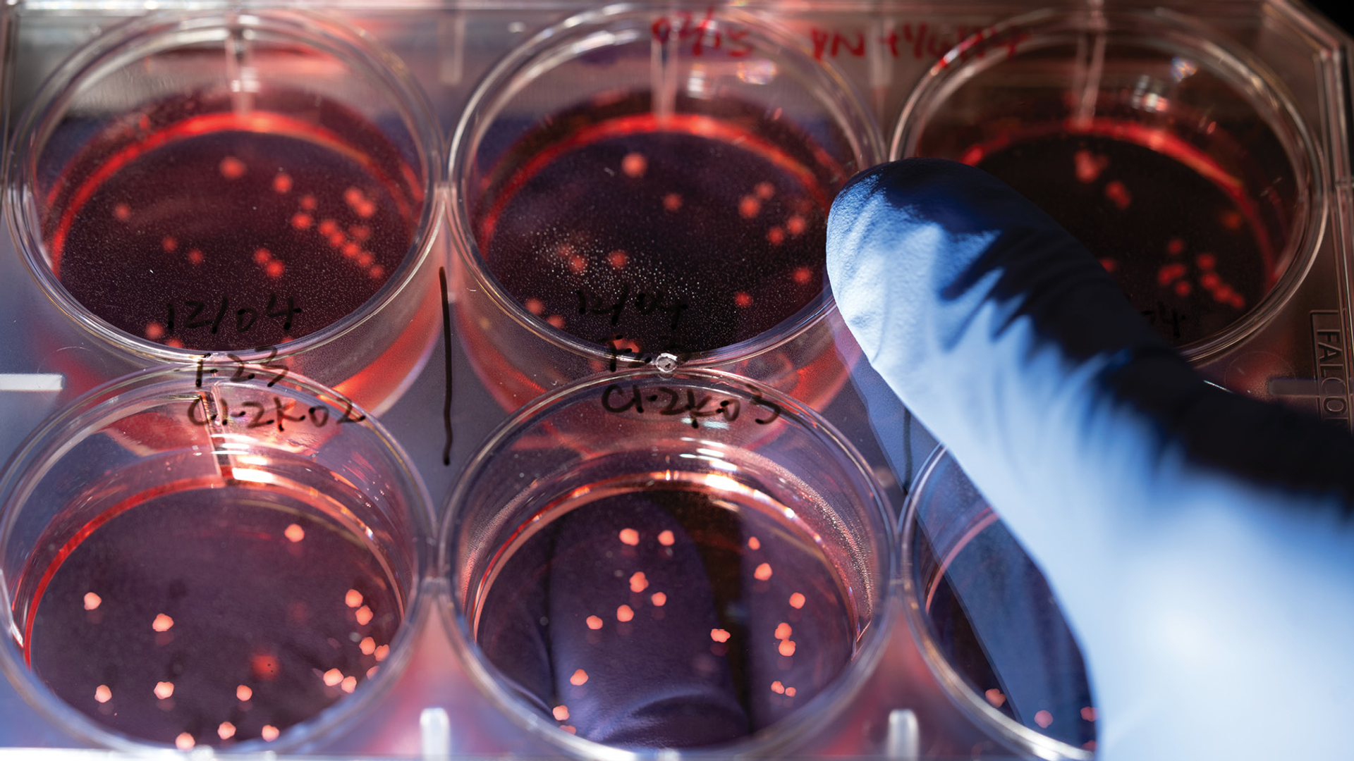 Small clusters of cells grow in vessels of dark pink growth medium, held by a gloved hand