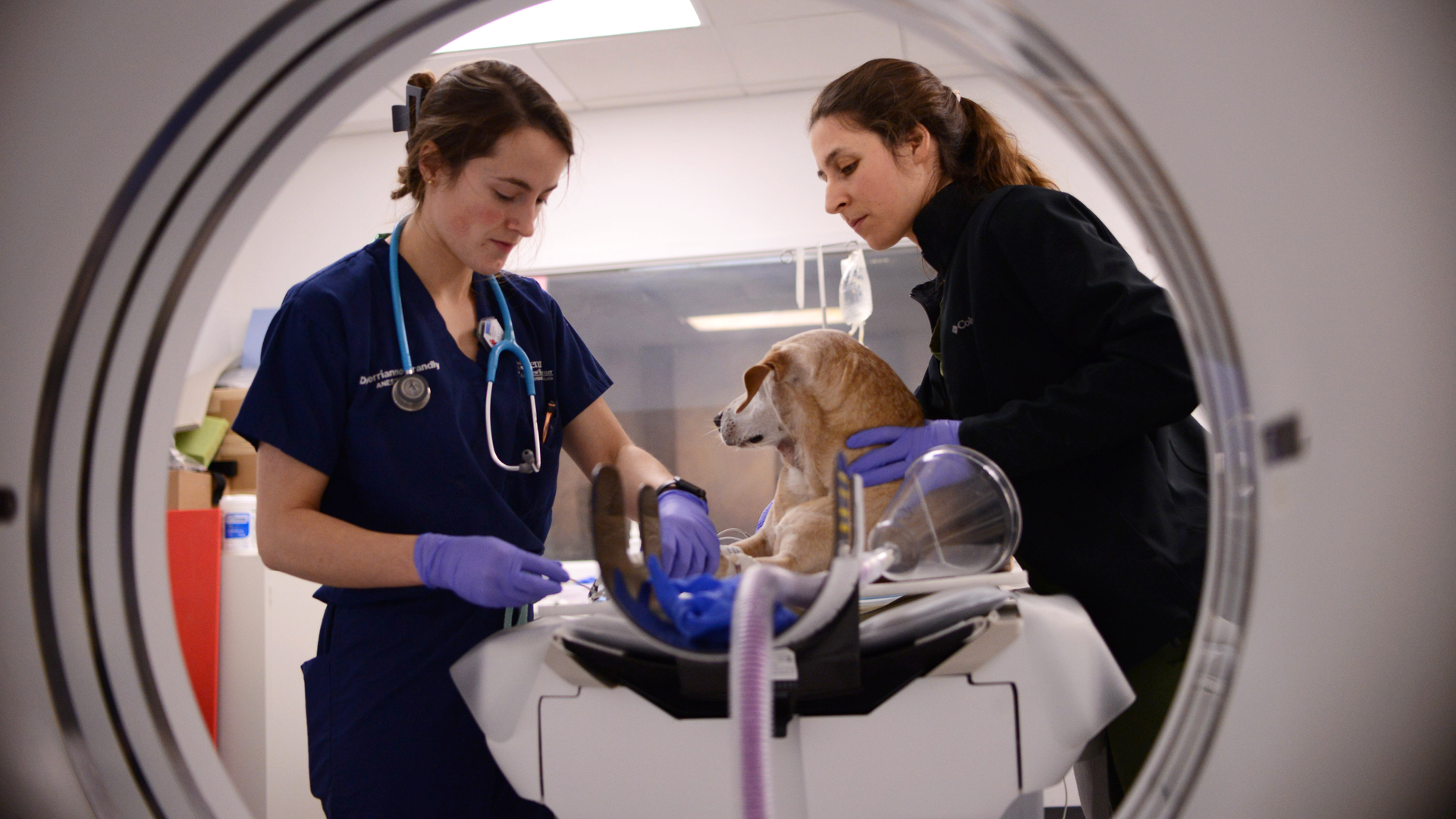 Yellow Labrador and trial participant Ruthie has blood drawn by veterinarian and technician.