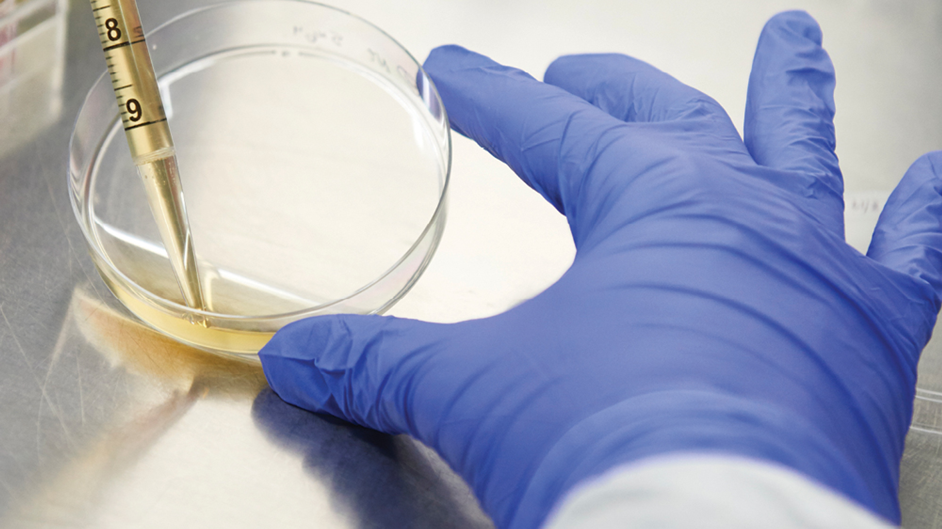 A gloved hand tilts a petri dish in which a pipette is moving a pale yellow liquid