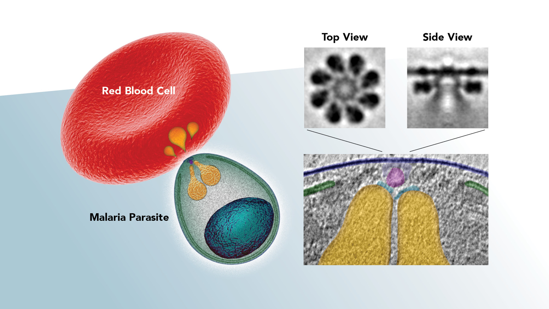 An illustration shows a red blood cell and malaria parasite, beside microscope-captured images of the parasite’s internal rhoptry structures explained further in caption