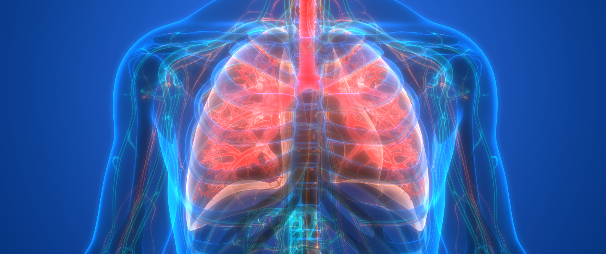A  3D Illustration of the lungs