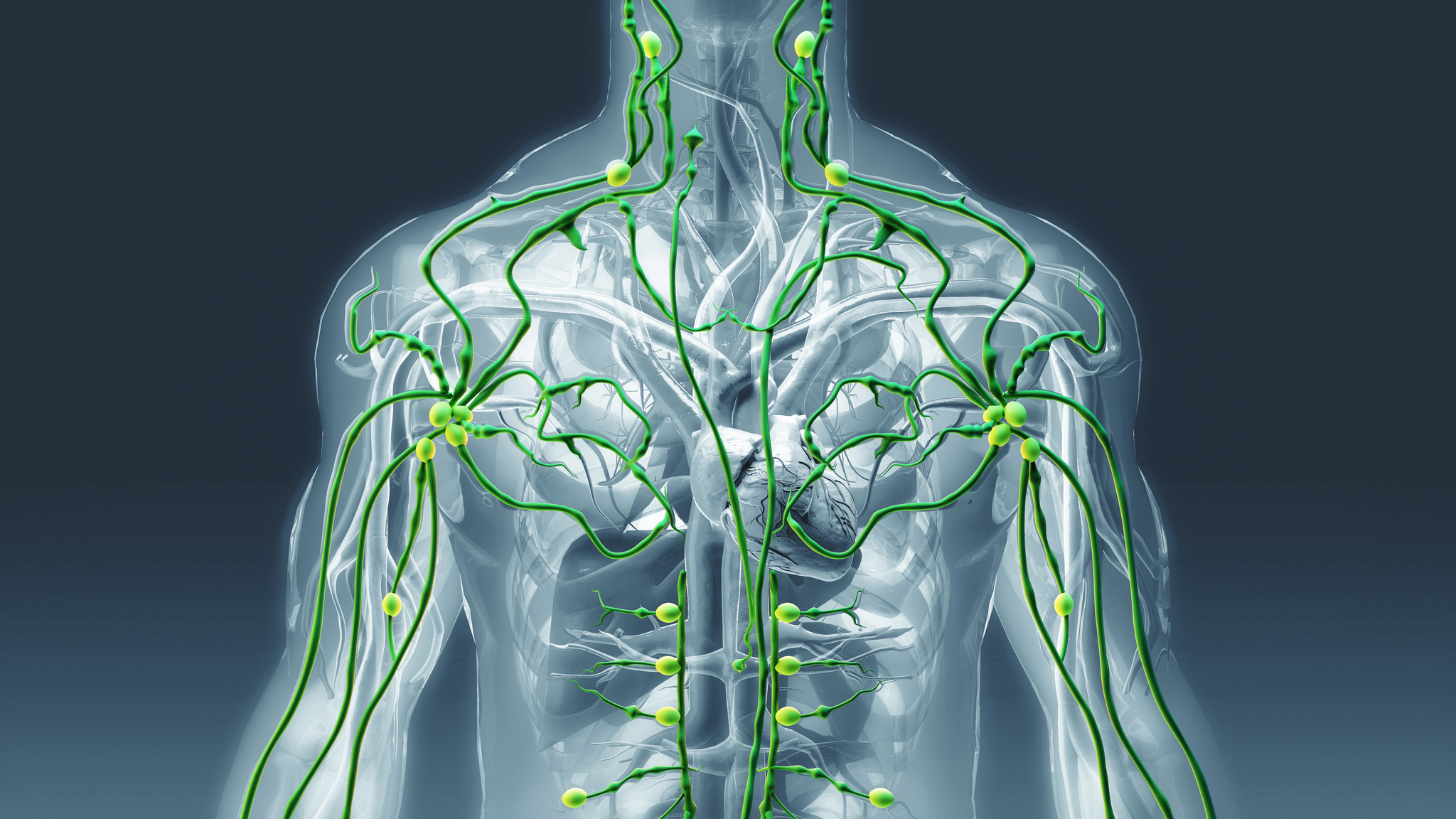 A digital illustration of the human lymphatic system
