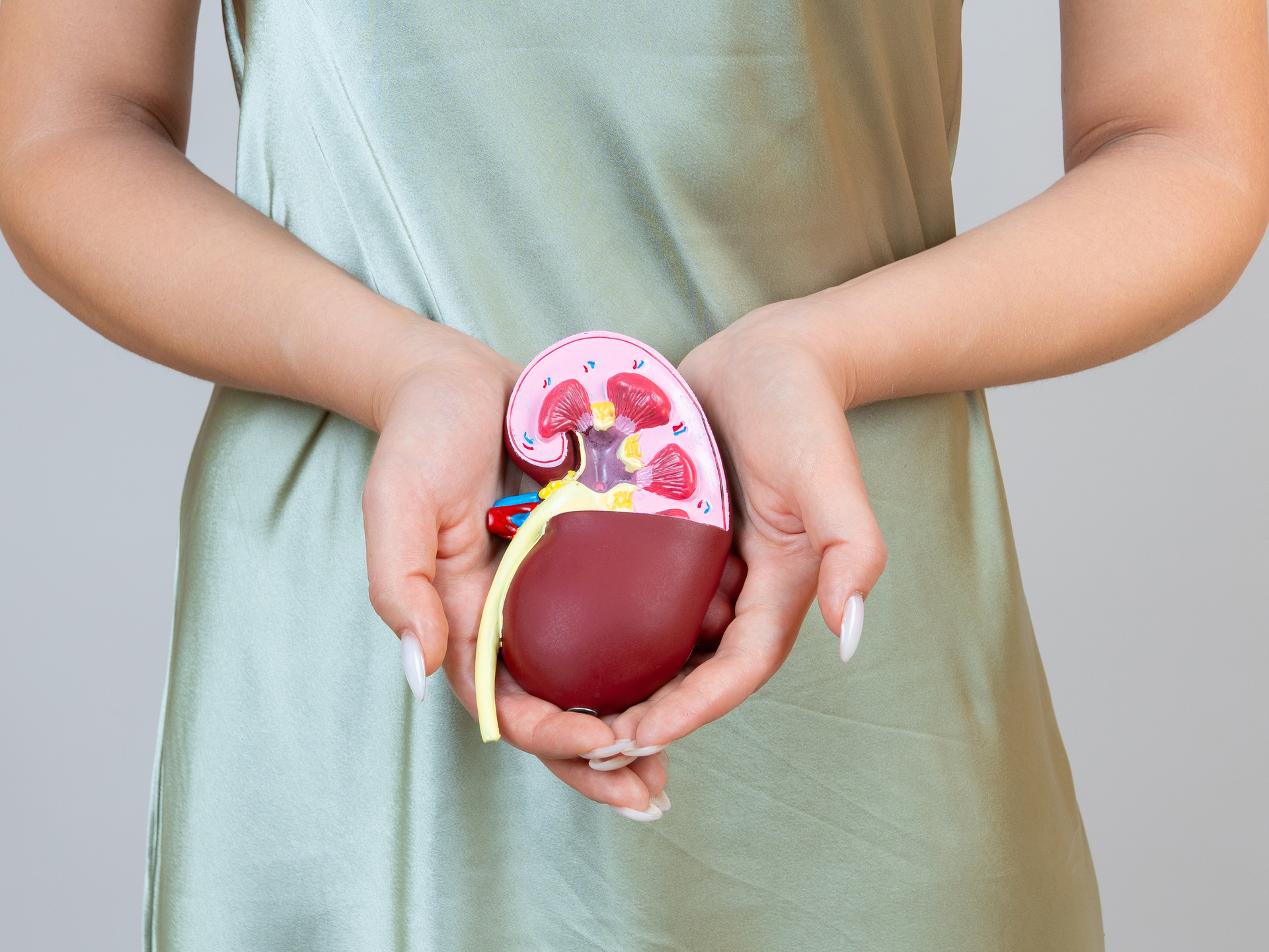 woman is holding mockup human kidney.
