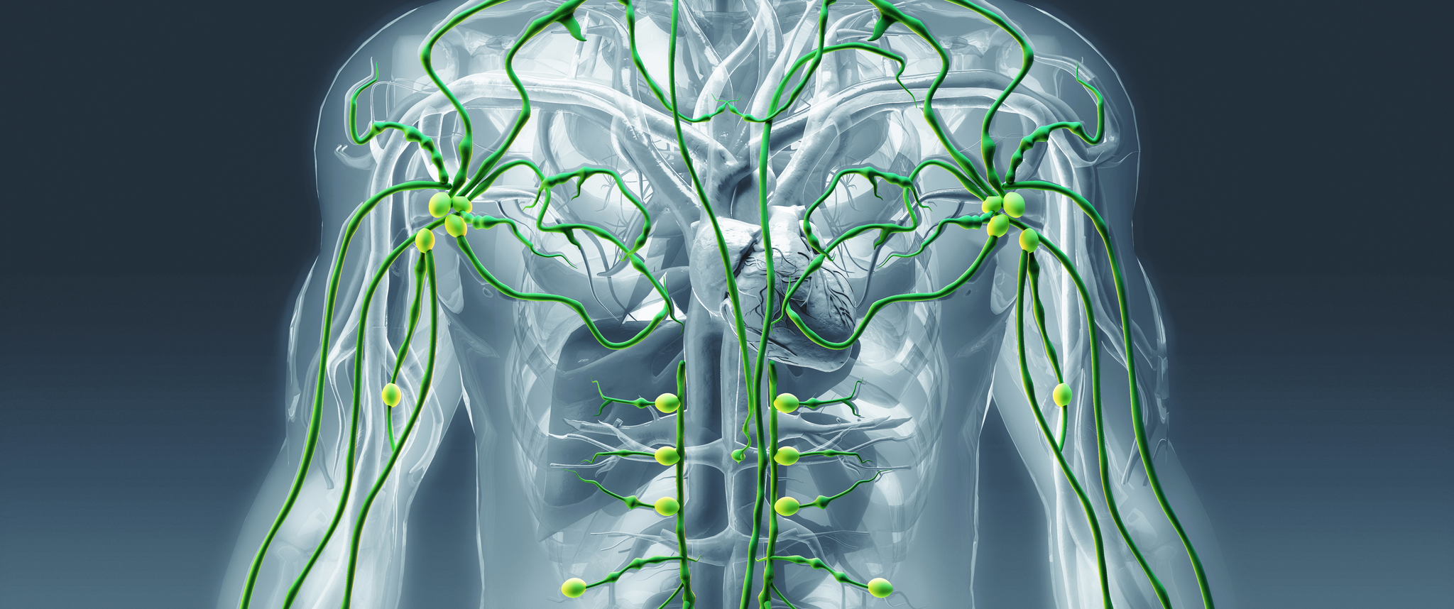 A digital illustration of the human lymphatic system