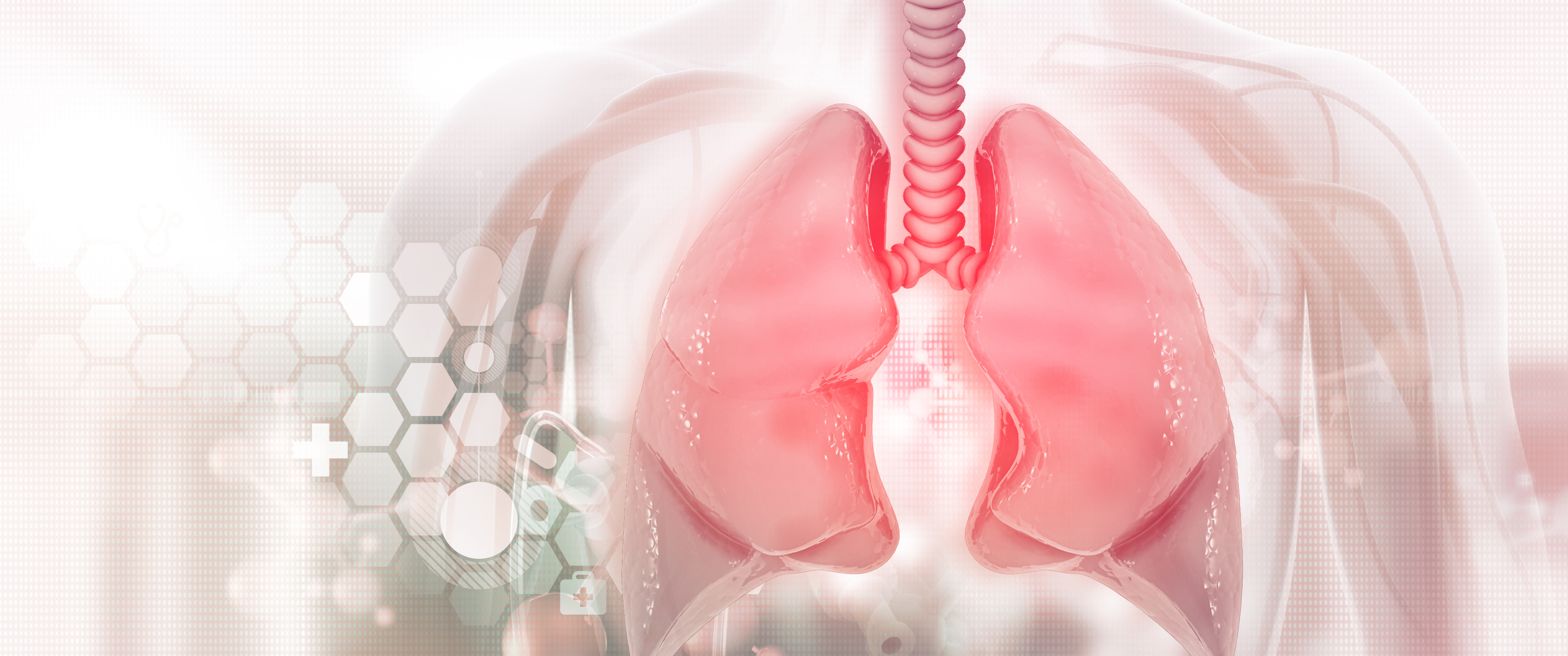 Human lungs on scientific background.3d illustration