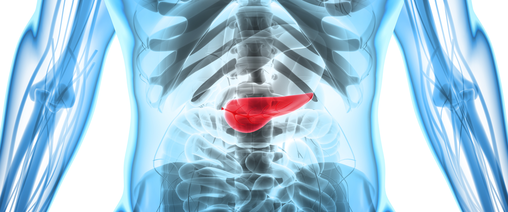 Medical illustration of the pancreas