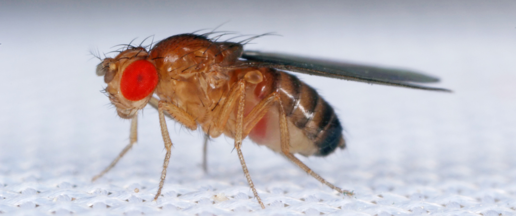 common fruit fly or vinegar fly Drosophila melanogaster is a species of fly in the family Drosophilidae. It is pest of fruits and food made from fruit