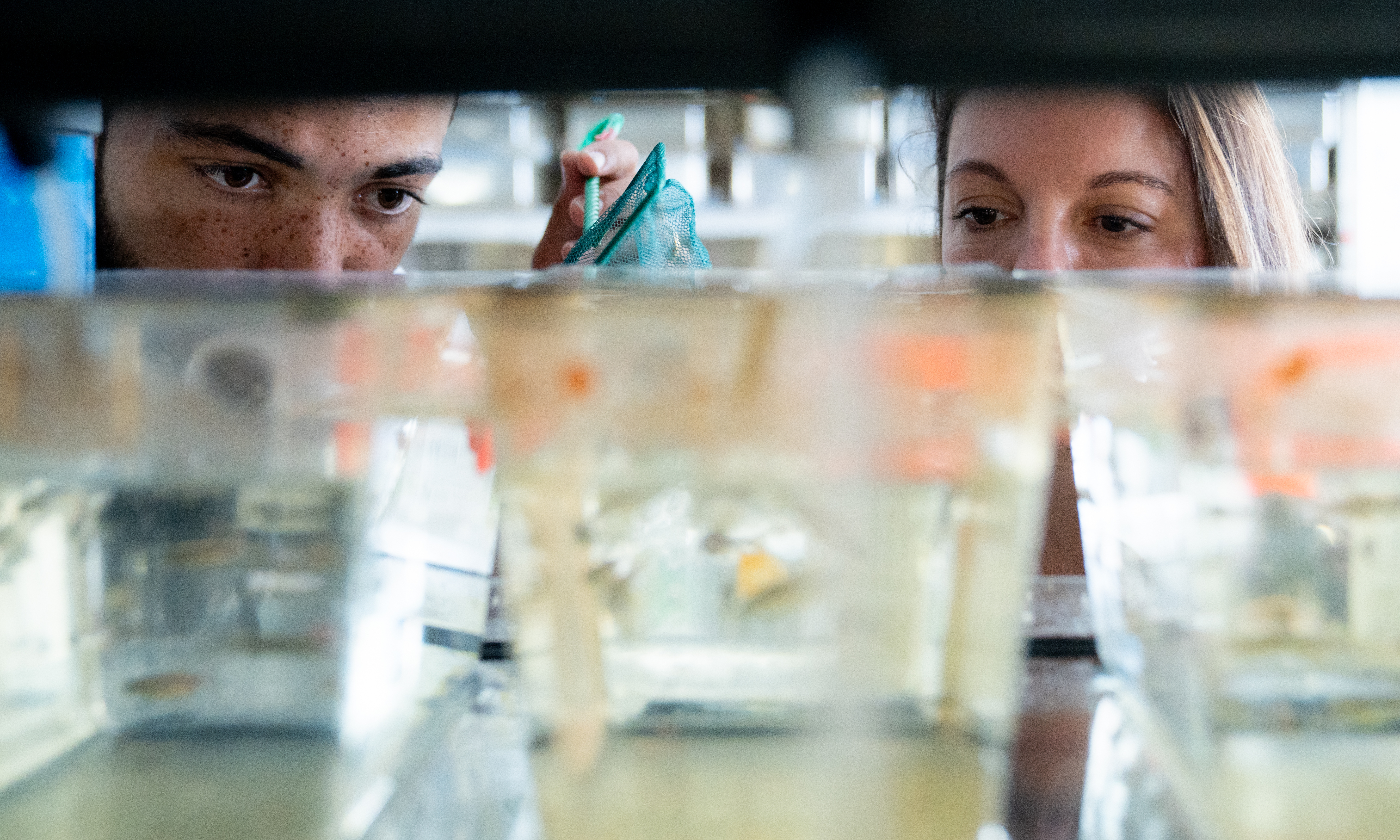 Joshua Kouassi and Jamie Shuda peering into a tank of zebrafish