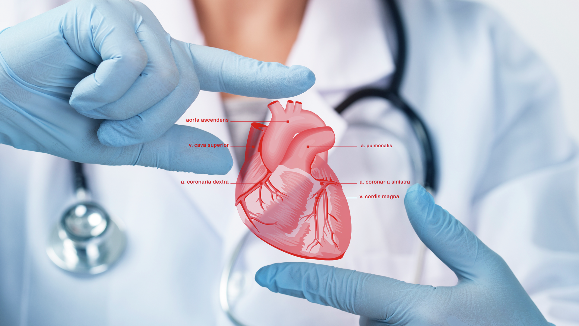 Doctor holding an image of a heart.jpg