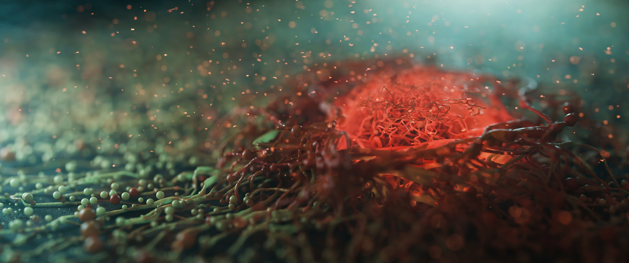 Solid tumor cancers melanoma and synovial sarcoma.