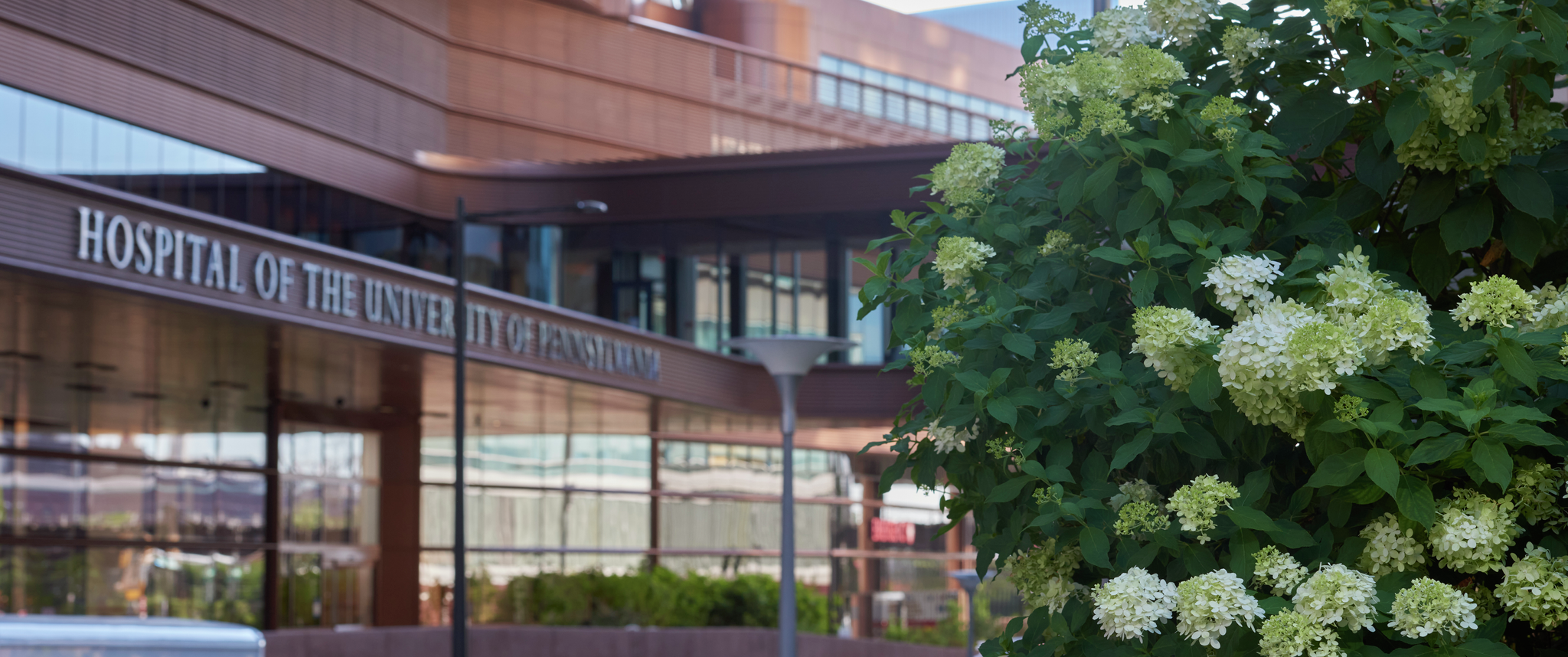 A view of the main entrance of the Pavilion at HUP as seen from across the street with a hydrangea, with sign for Hospital of the University of Pennsylvania visible