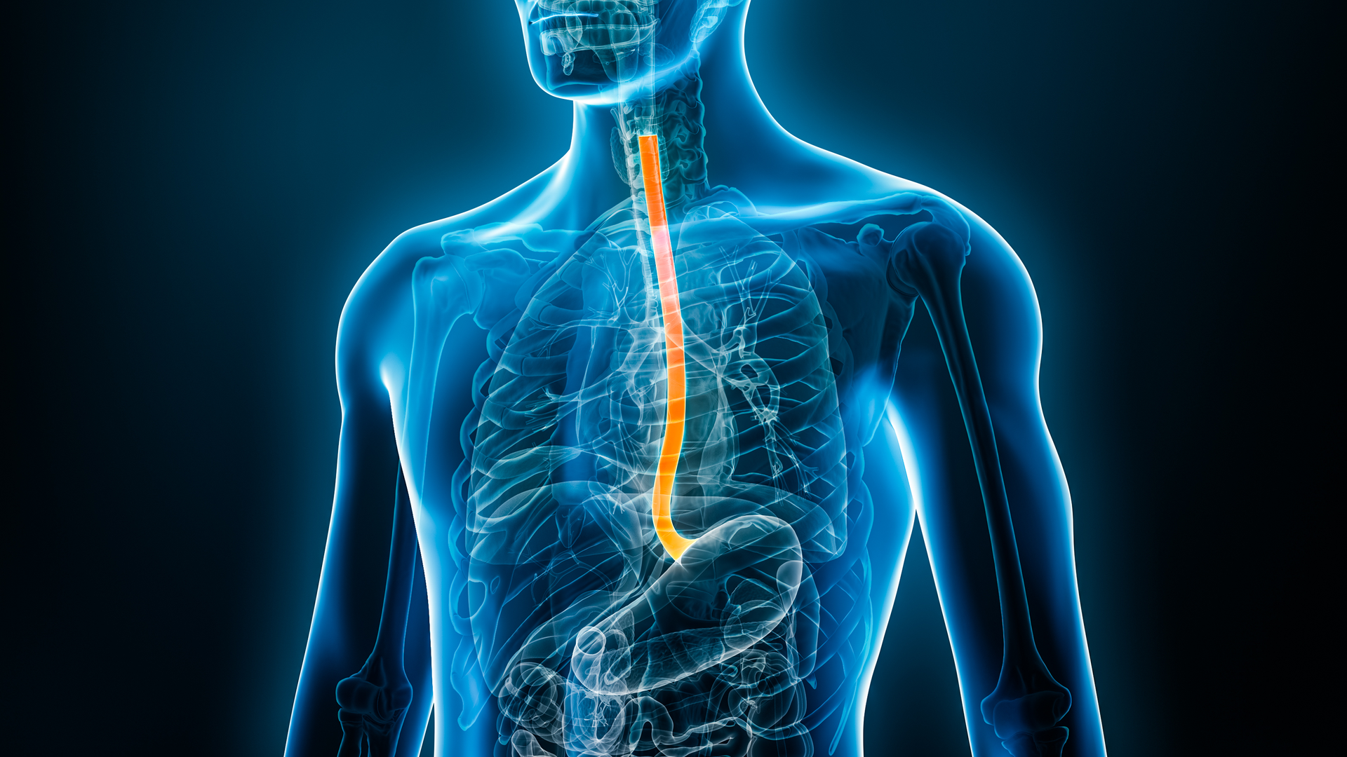 Xray front view of the esophagus or oesophagus 3D rendering illustration with male body. 
