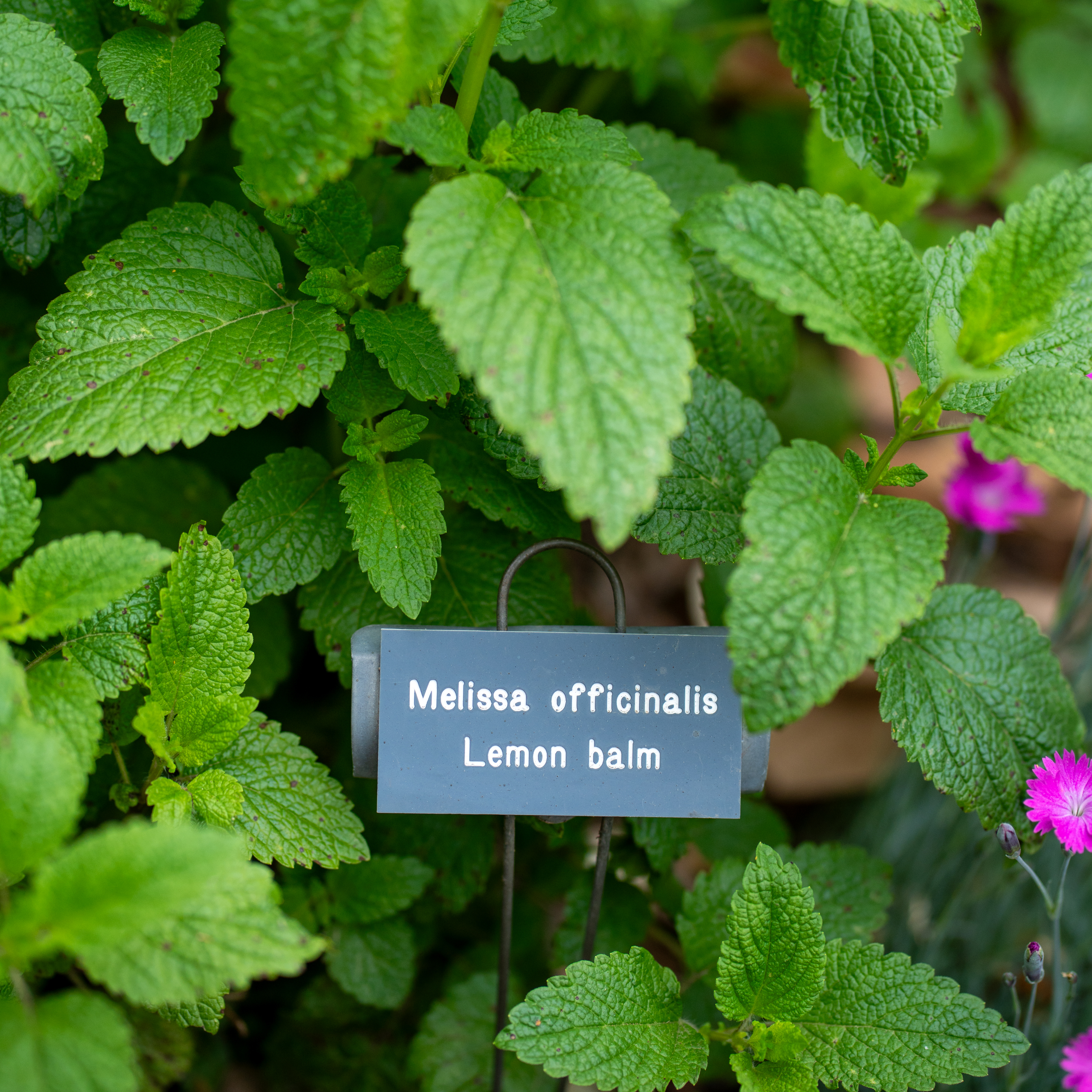 Lemon balm plants in the Pennsylvania Hospital Physic Garden